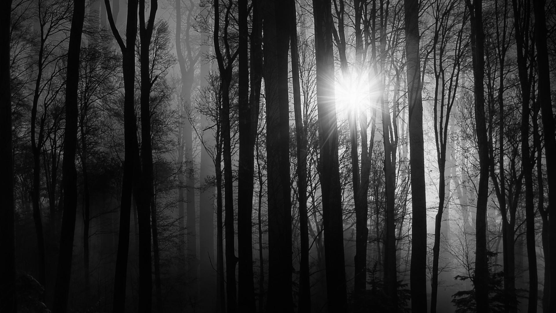 Download mobile wallpaper Nature, Sun, Forest, Fog, Earth, Sunbeam for free.