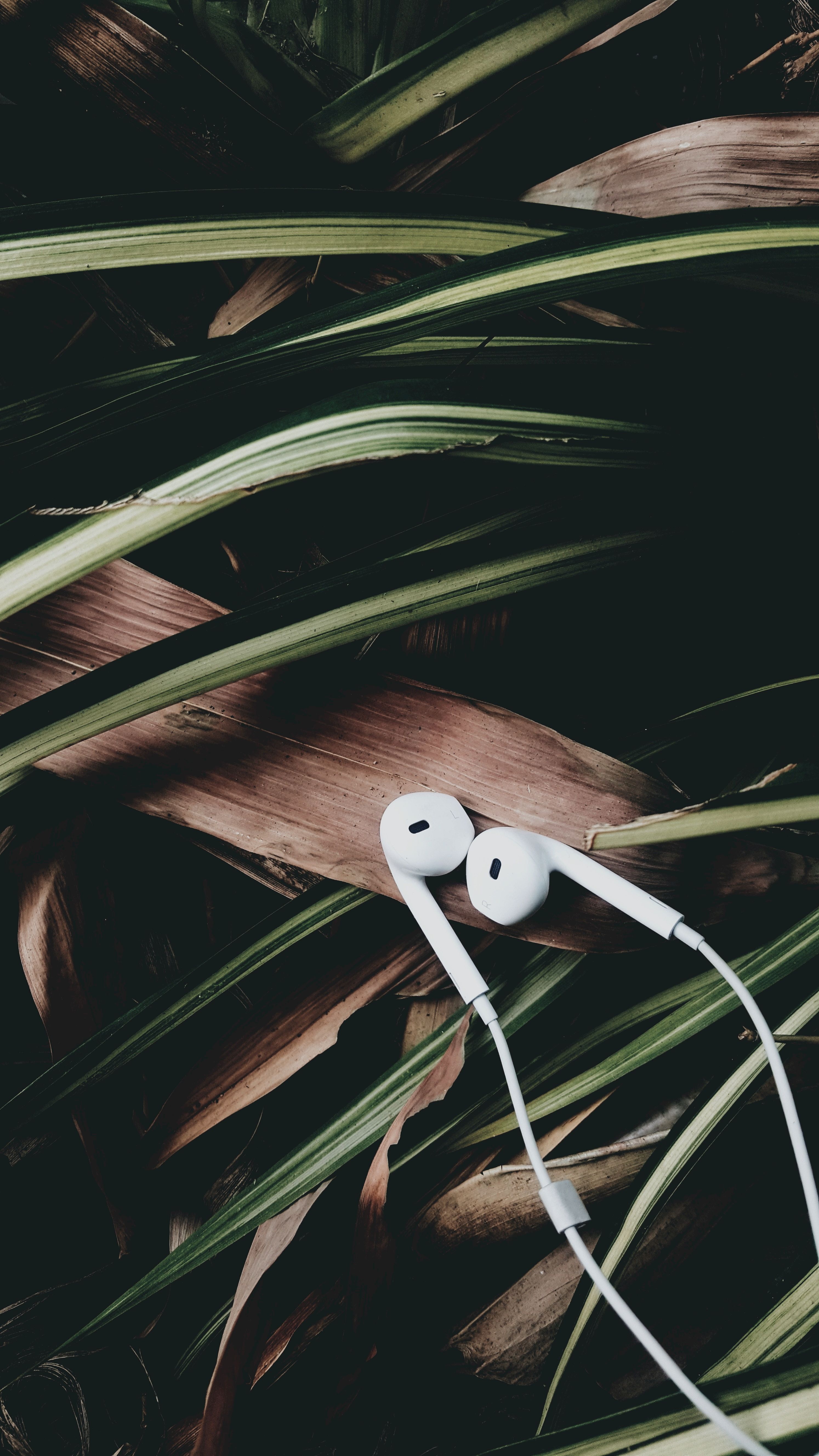 music, headphones, audio, leaves Free Stock Photo