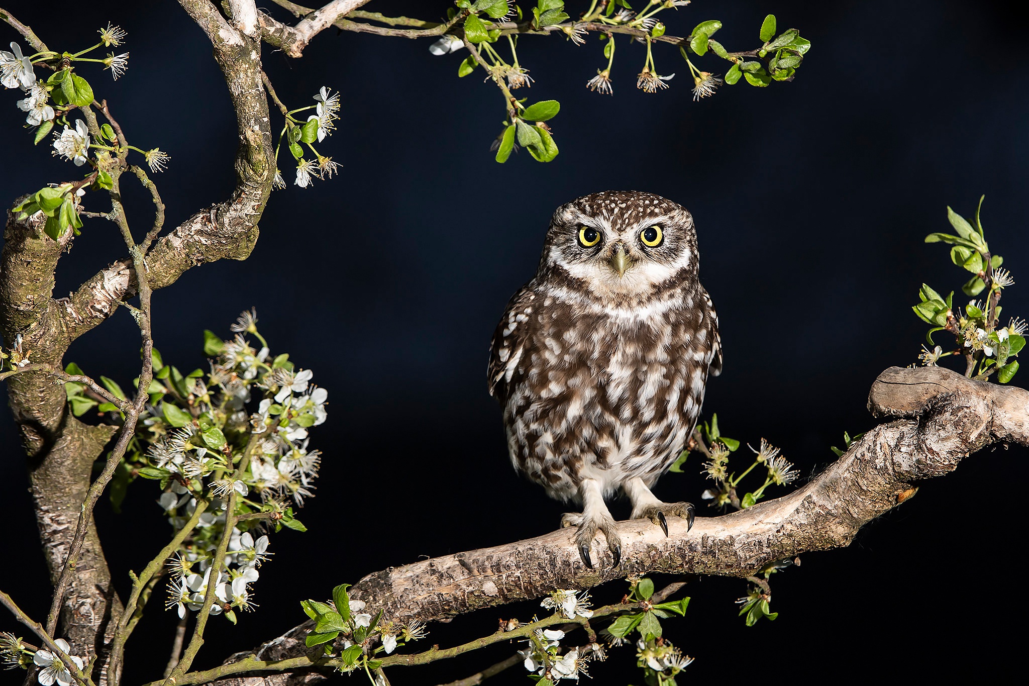 Free download wallpaper Birds, Owl, Bird, Animal on your PC desktop