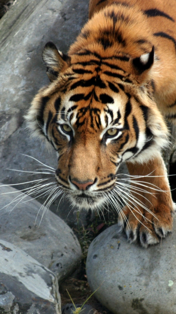 Baixar papel de parede para celular de Animais, Gatos, Tigre gratuito.