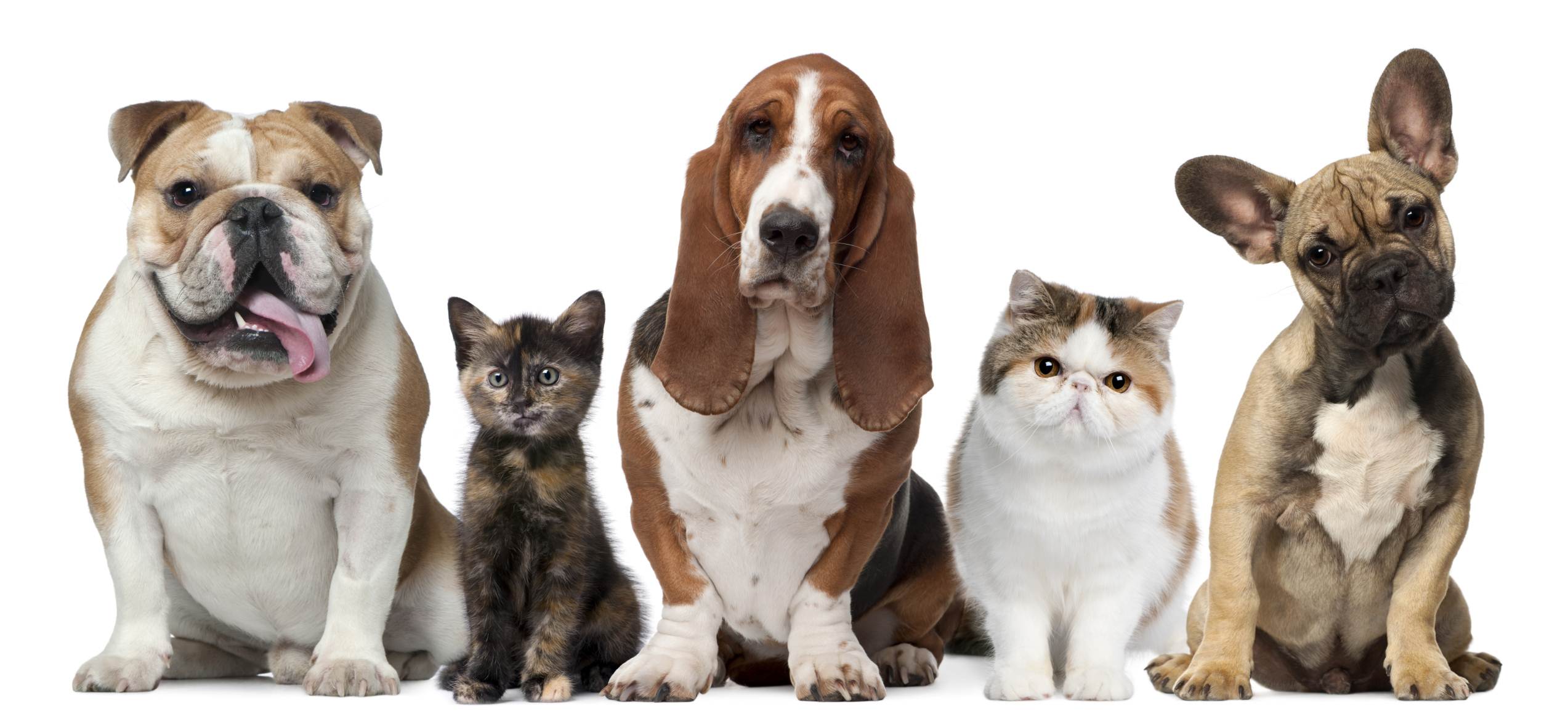 748712 descargar imagen basset hound, animales, perro y gato, buldog, bulldog francés: fondos de pantalla y protectores de pantalla gratis