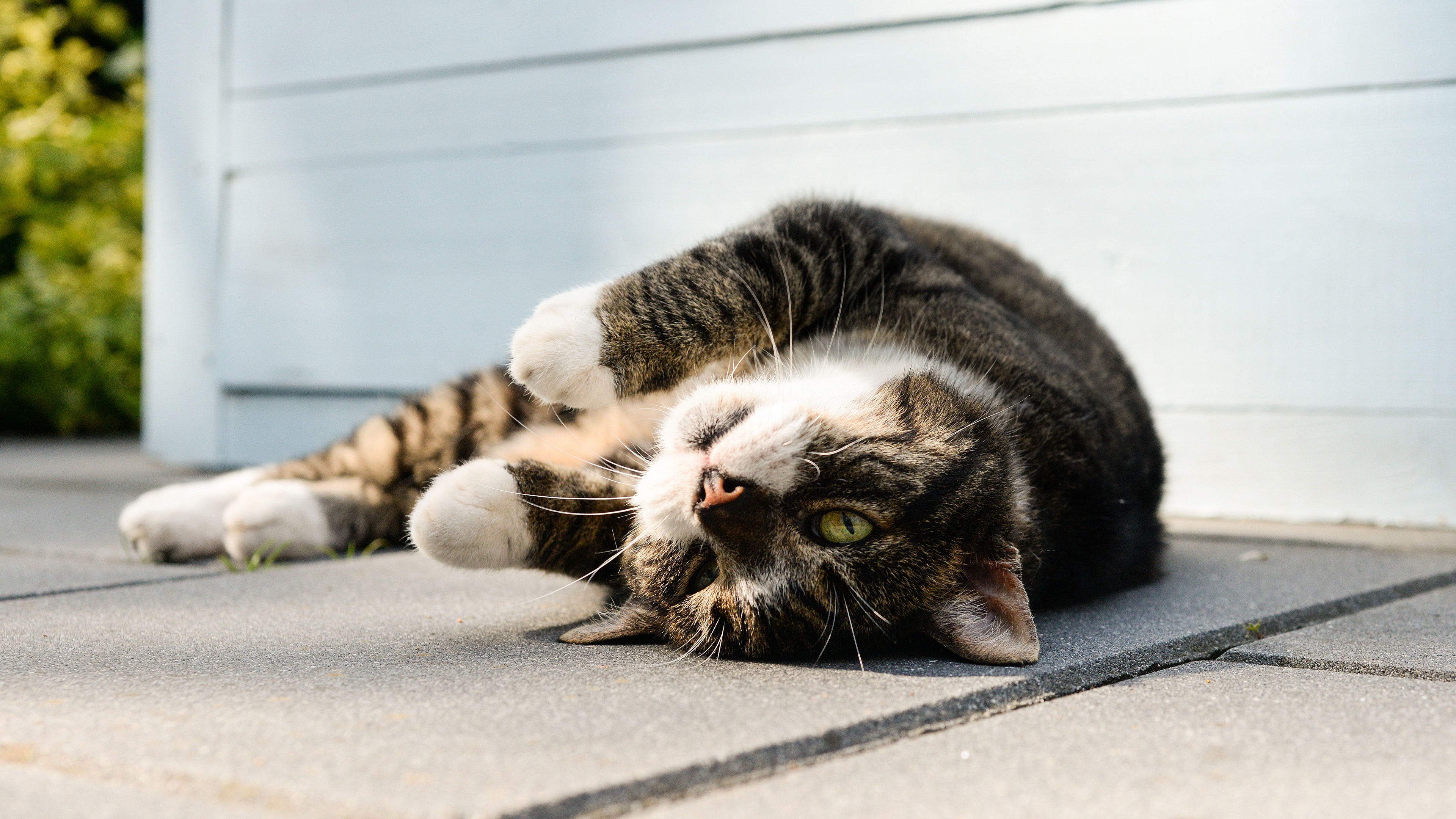 PCデスクトップに動物, ネコ, 猫画像を無料でダウンロード