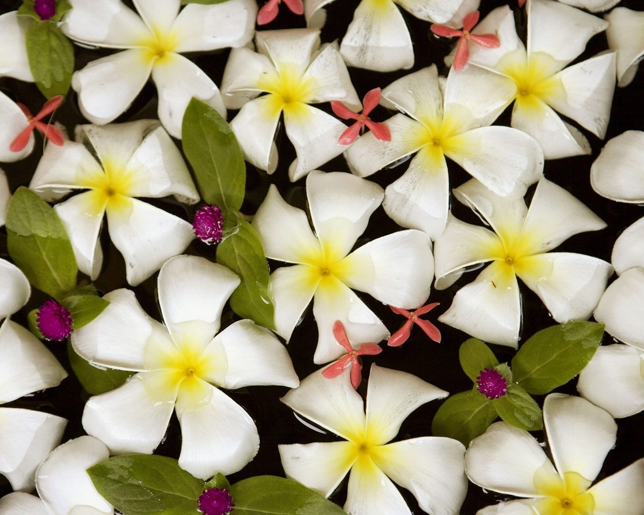 Laden Sie das Blume, Frangipani, Erde/natur-Bild kostenlos auf Ihren PC-Desktop herunter