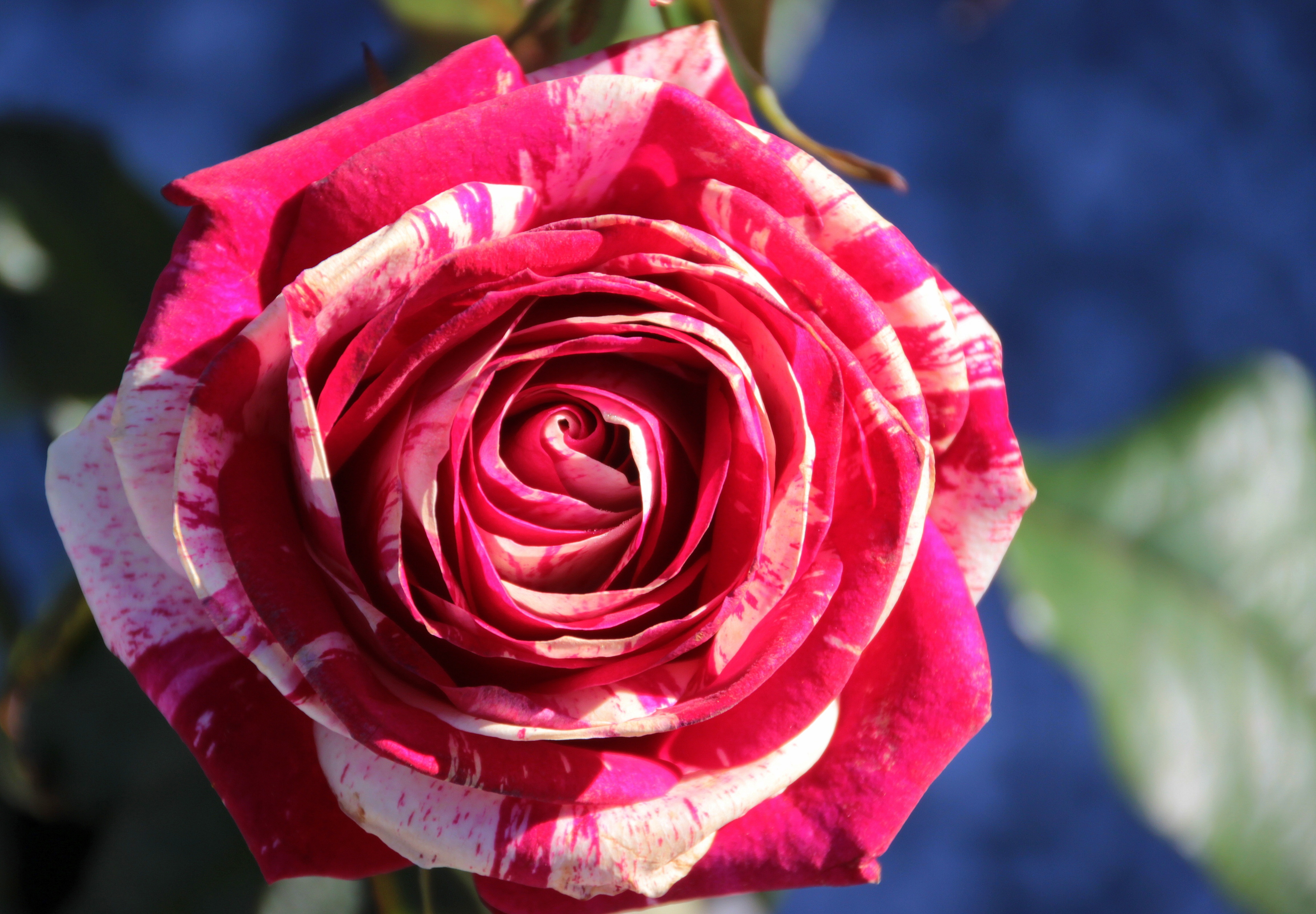 Téléchargez des papiers peints mobile Fleurs, Macro, Pétales, Bourgeon, Rose, Une Rose gratuitement.
