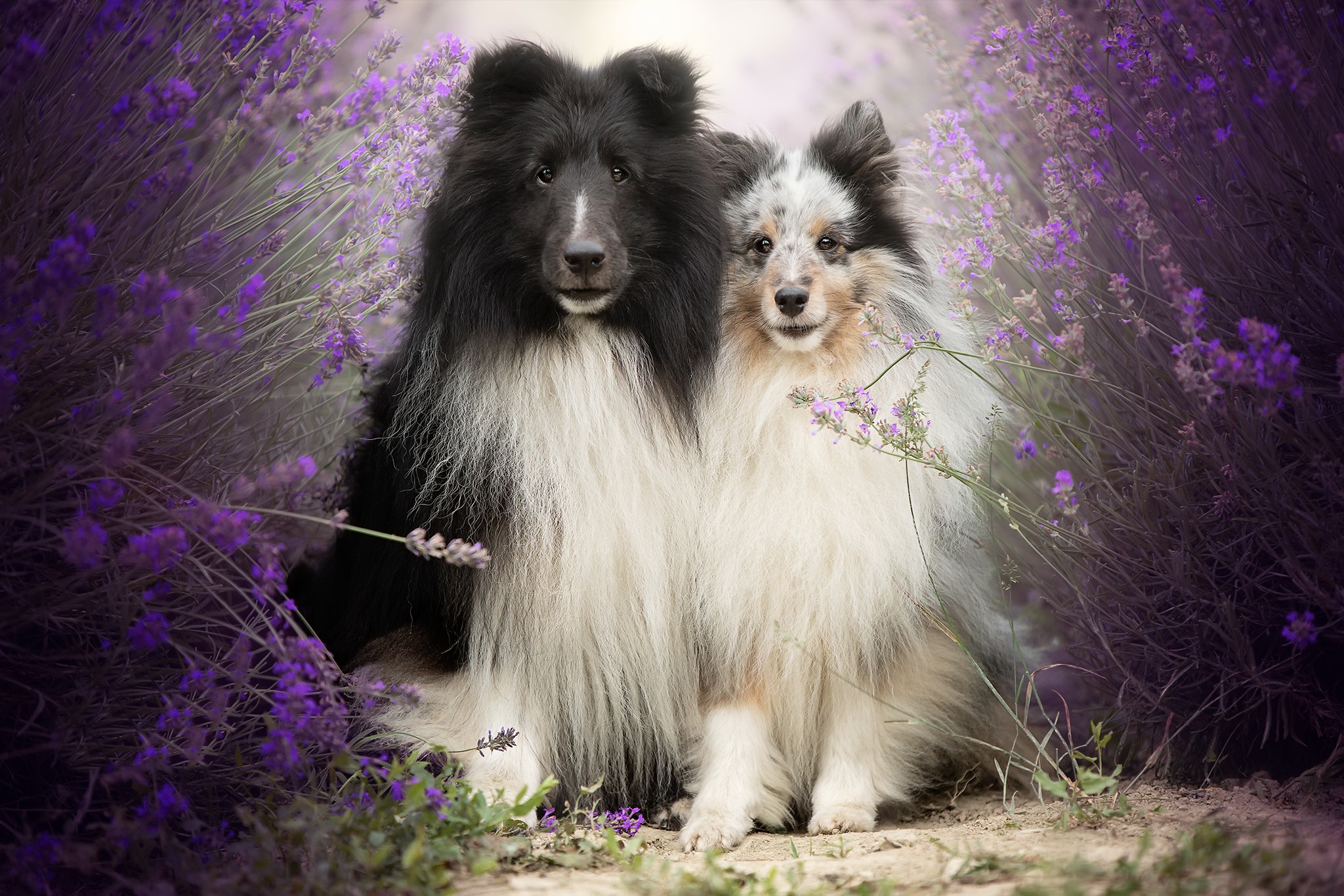 Download mobile wallpaper Dogs, Dog, Animal, Australian Shepherd, Lavender for free.
