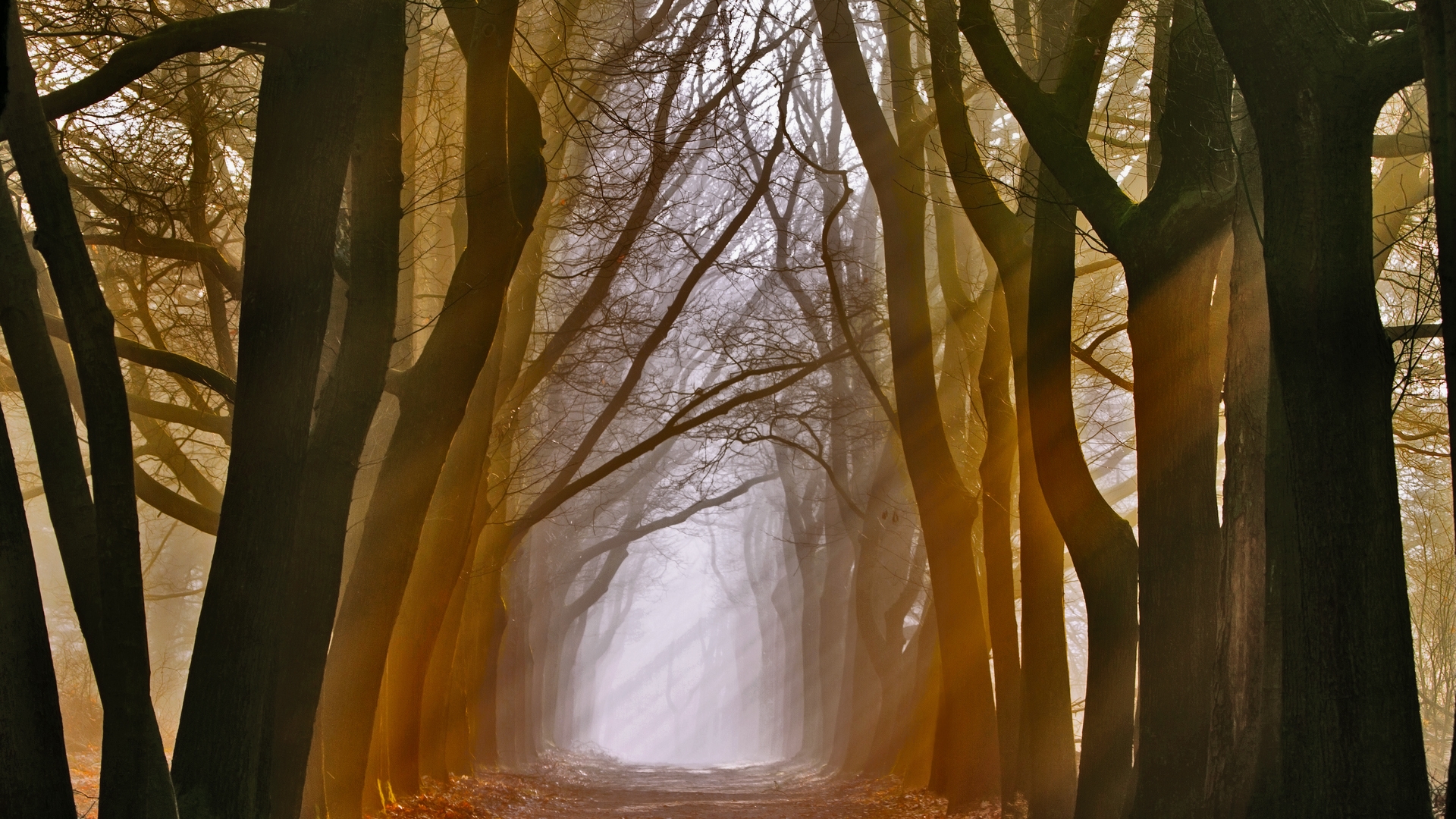 Téléchargez gratuitement l'image Forêt, Terre/nature sur le bureau de votre PC