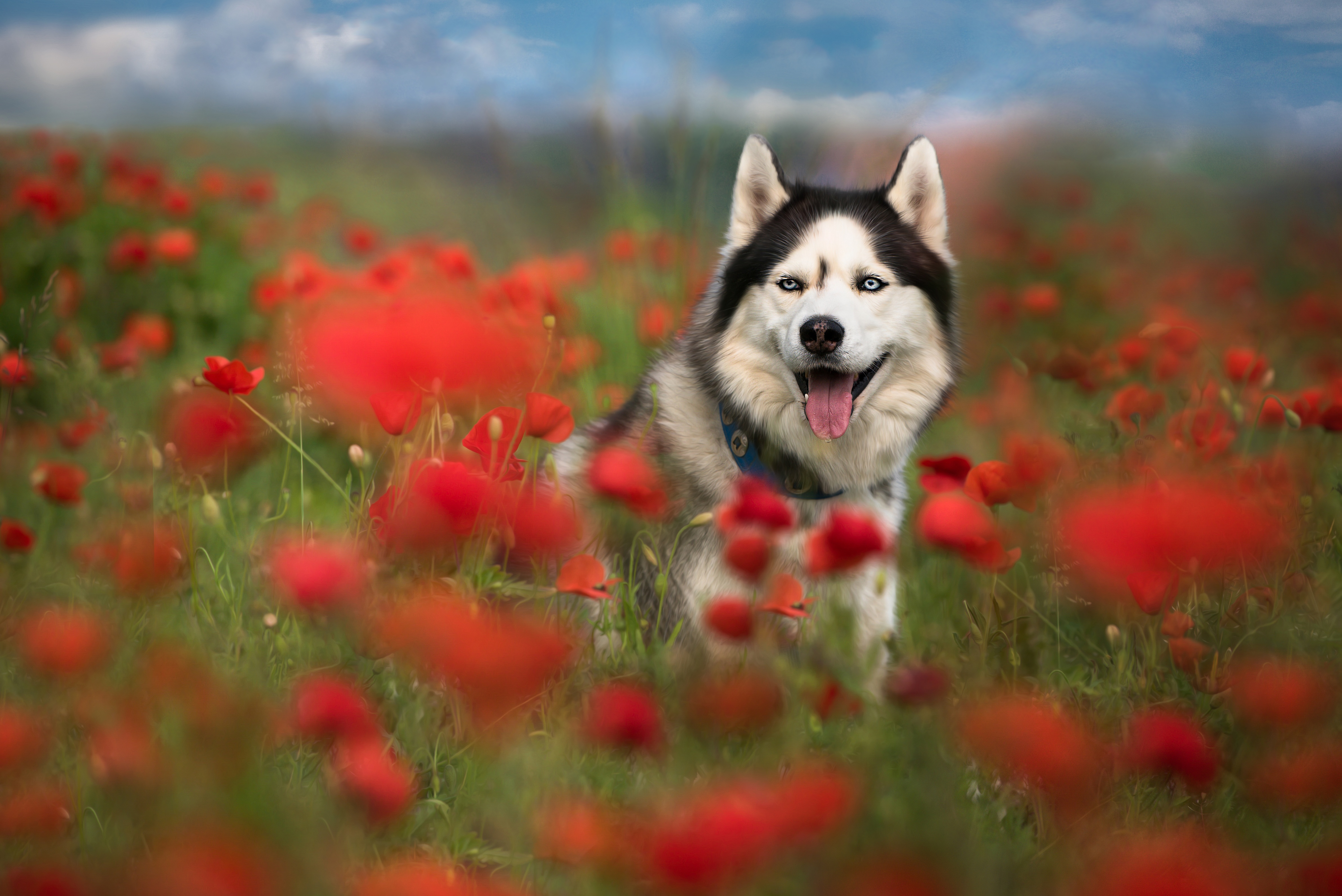 無料モバイル壁紙動物, ポピー, 夏, 犬, ハスキー, 赤い花, 被写界深度をダウンロードします。
