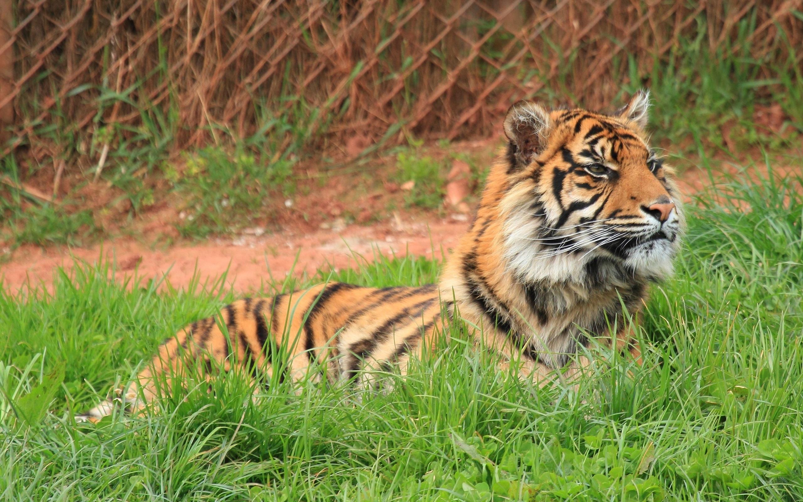 Descarga gratuita de fondo de pantalla para móvil de Gatos, Animales, Tigre.