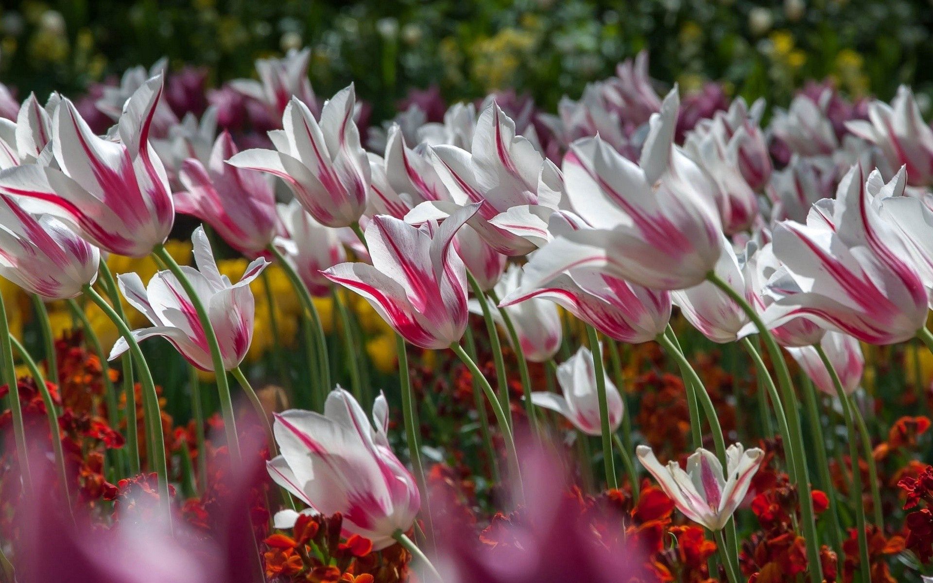 129803 descargar imagen tulipanes, naturaleza, flores, rayas, rayado: fondos de pantalla y protectores de pantalla gratis
