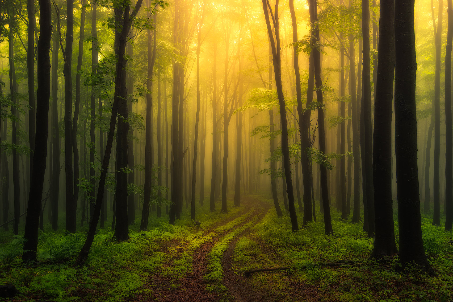 Free download wallpaper Nature, Forest, Tree, Fog, Earth, Path on your PC desktop