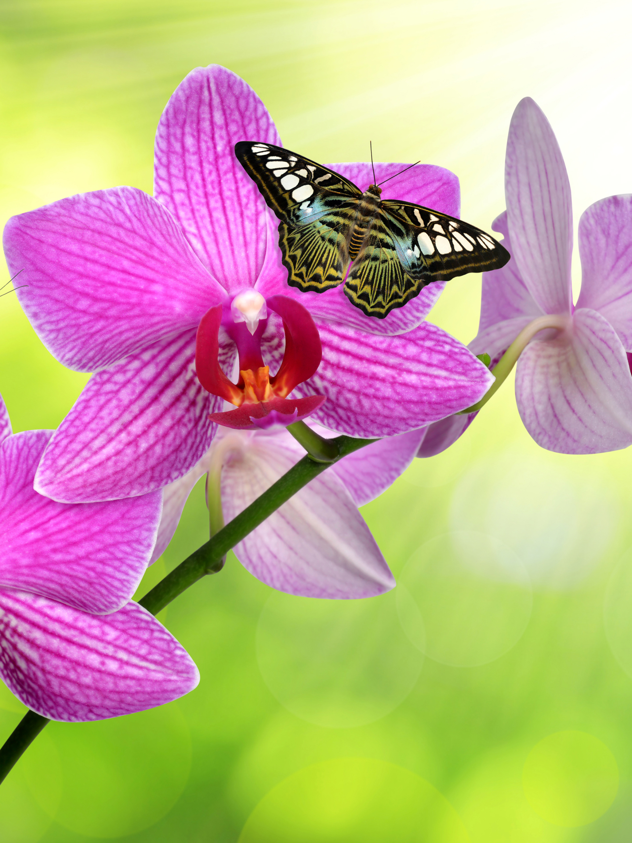 Скачать картинку Животные, Цветок, Бабочка, Орхидея, Розовый Цветок в телефон бесплатно.