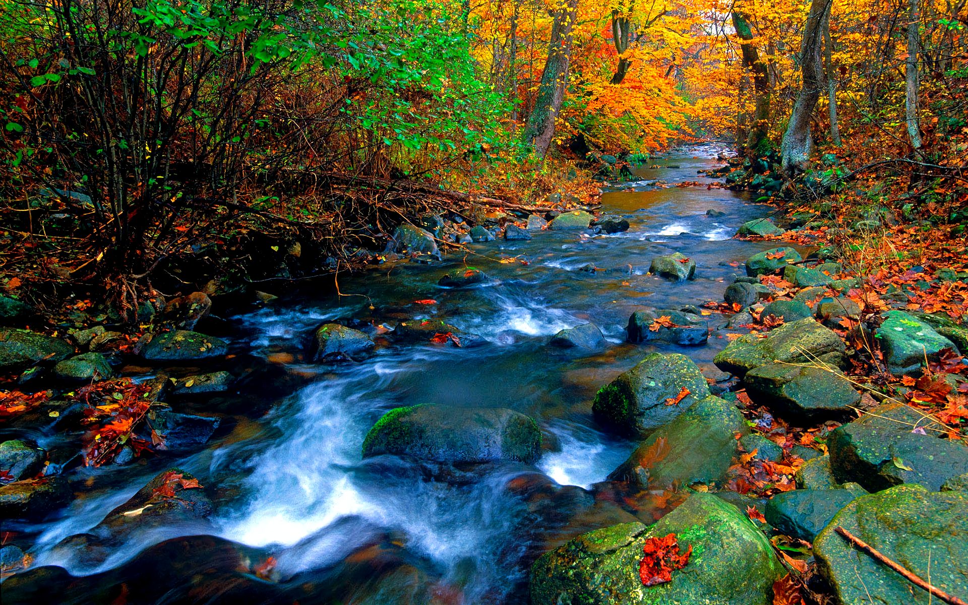 Download mobile wallpaper Forest, Tree, Fall, Earth, Stream for free.