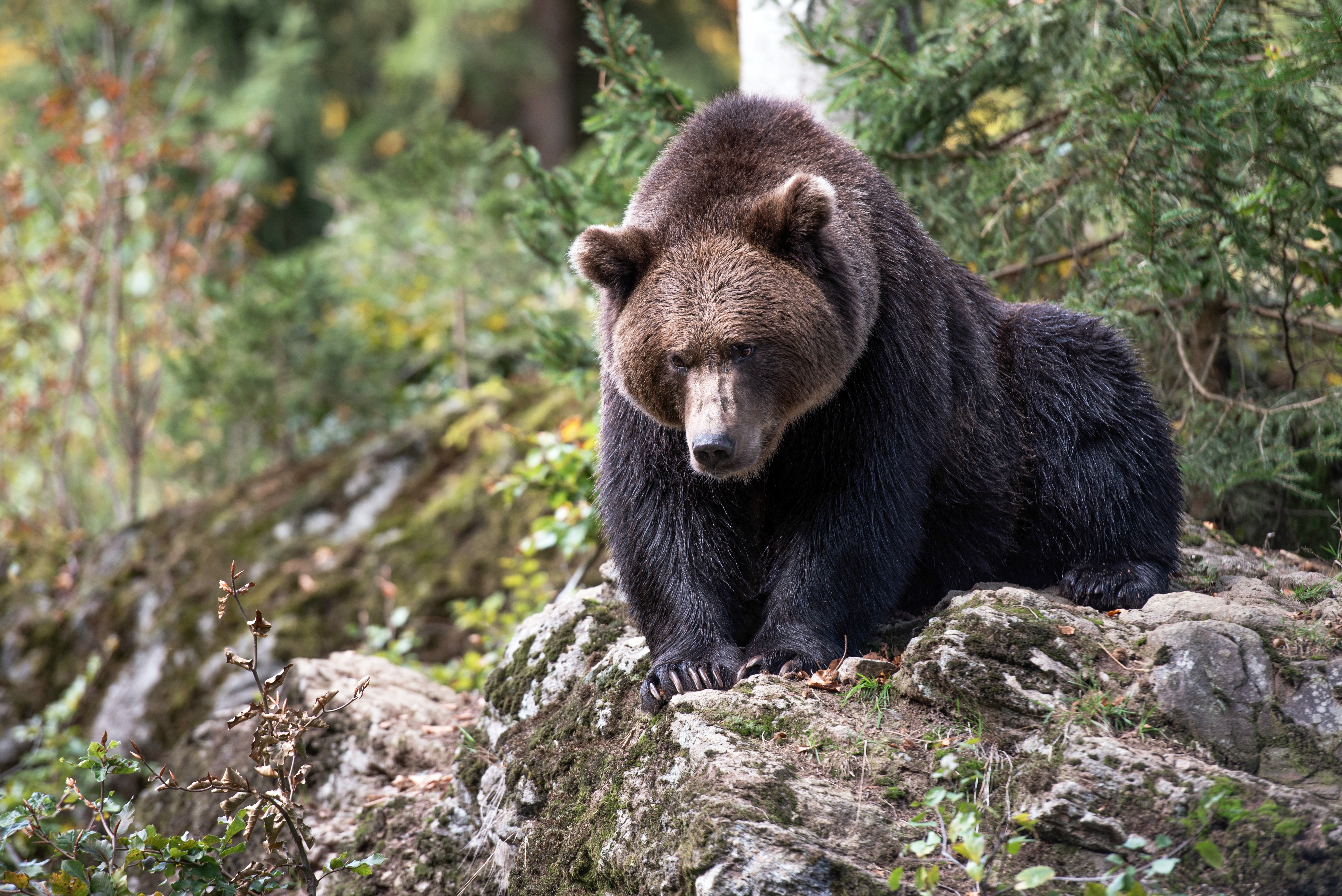 498452 Hintergrundbild herunterladen tiere, grizzlybär, grizzly, bären - Bildschirmschoner und Bilder kostenlos