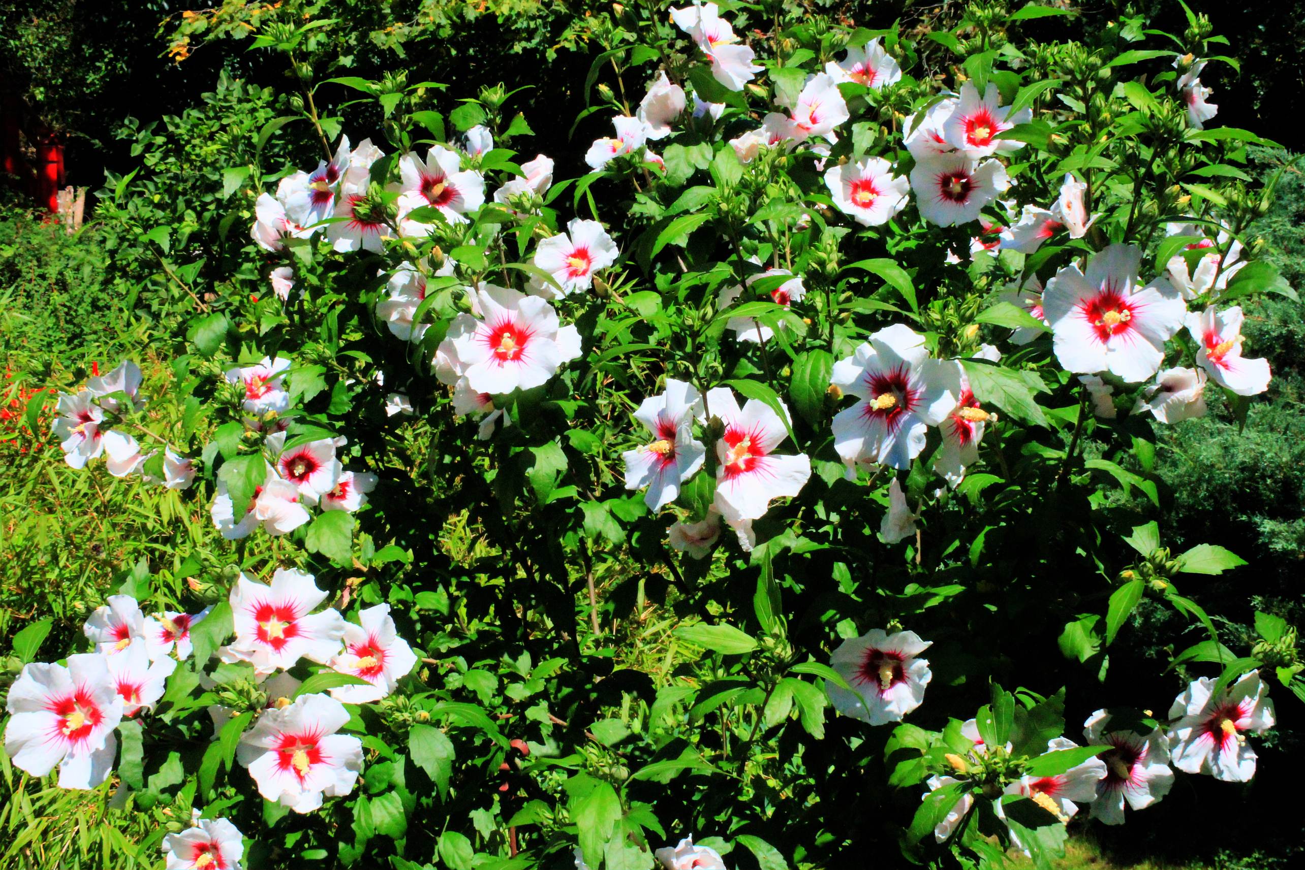 Laden Sie das Garten, Menschengemacht-Bild kostenlos auf Ihren PC-Desktop herunter