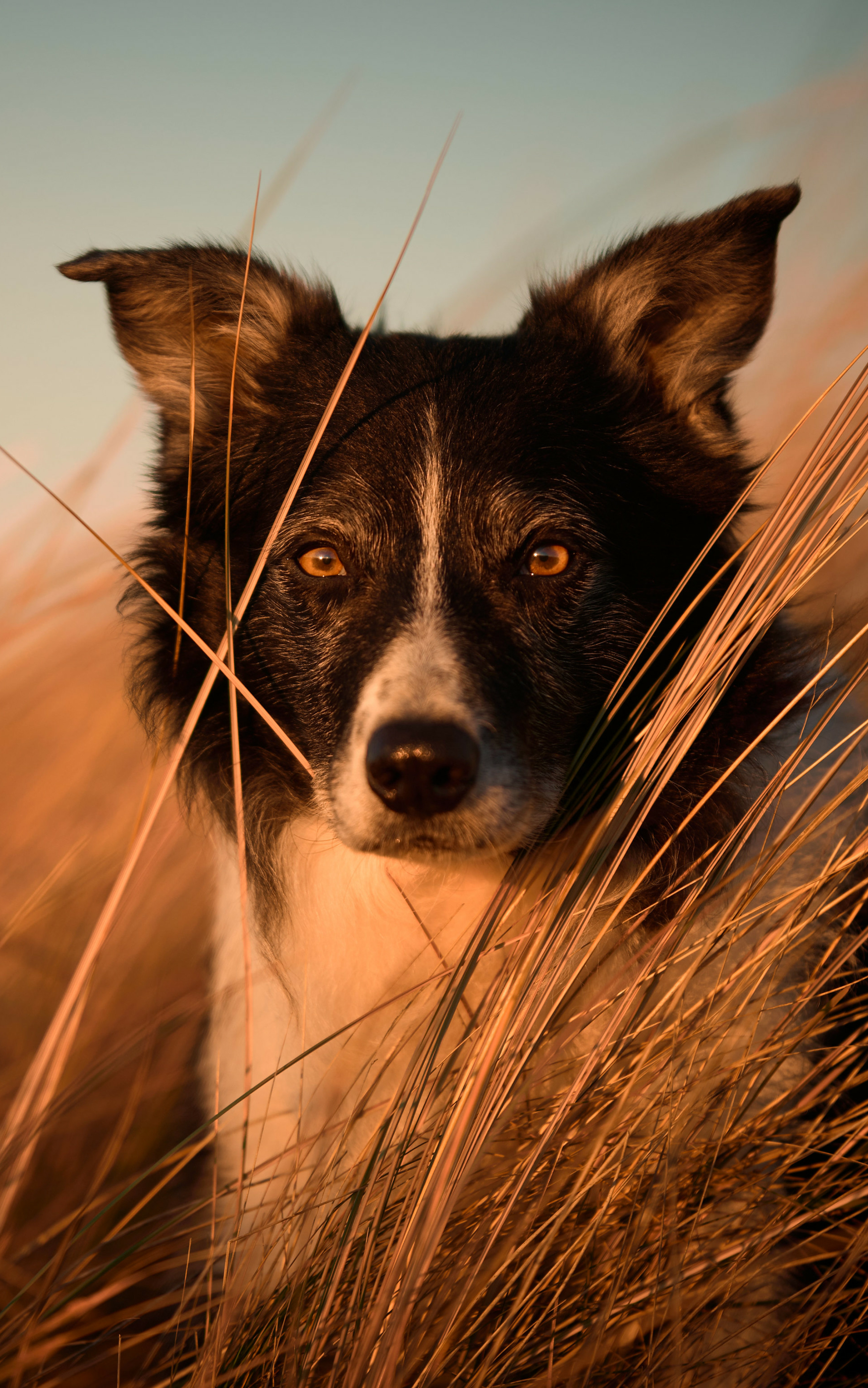 Laden Sie das Tiere, Hunde, Border Collie-Bild kostenlos auf Ihren PC-Desktop herunter