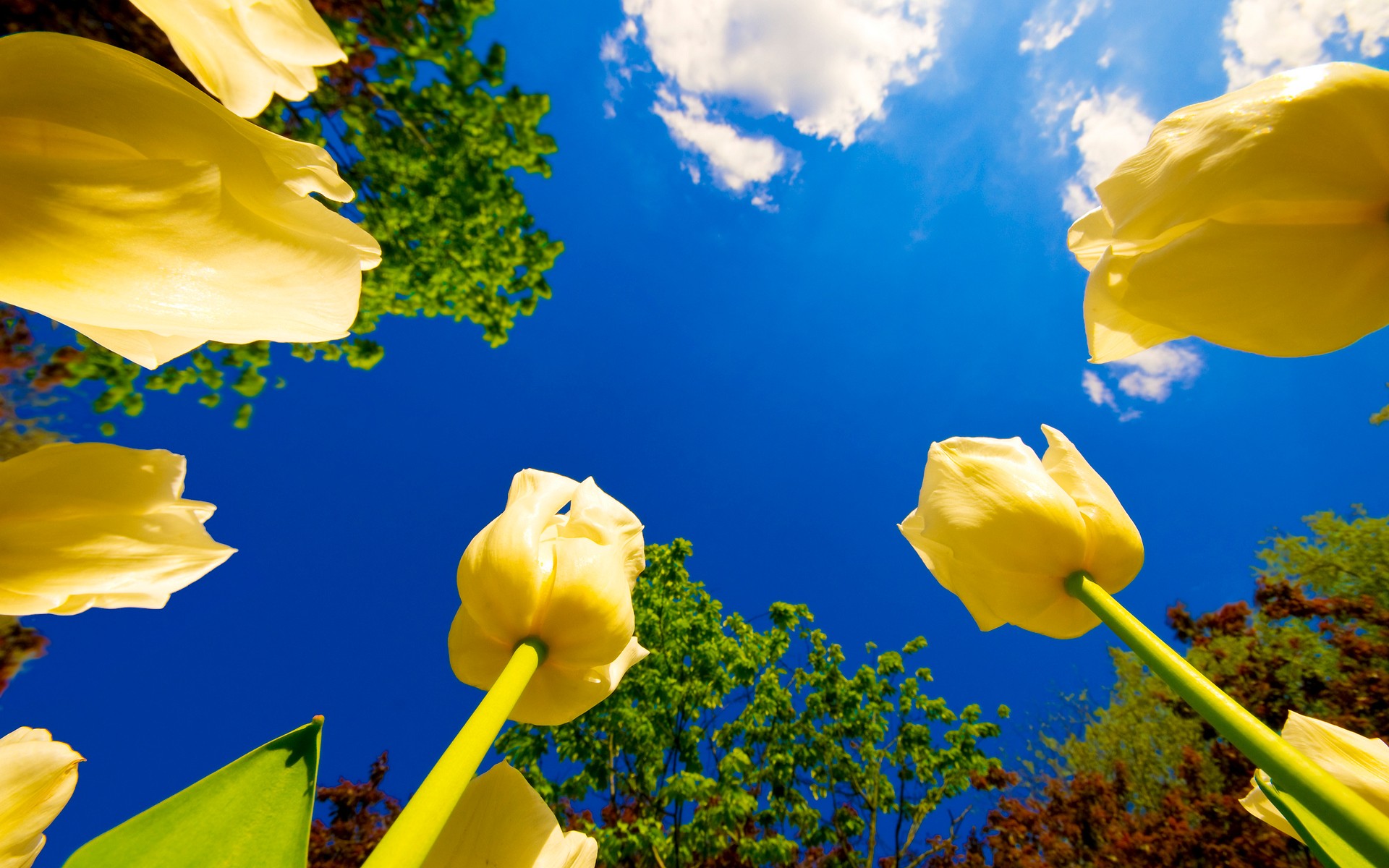 Download mobile wallpaper Flower, Earth, Tulip, Yellow Flower for free.