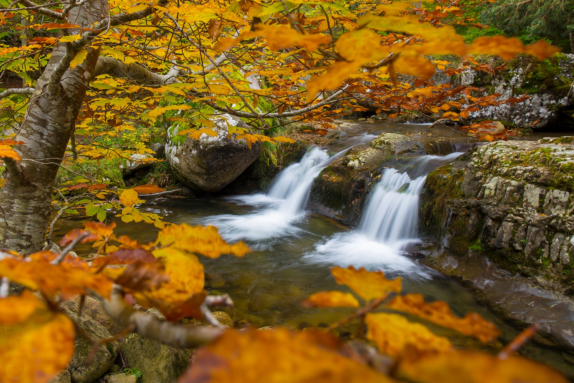 Скачать картинку Река, Осень, Водопады, Водопад, Дерево, Ветка, Земля/природа в телефон бесплатно.