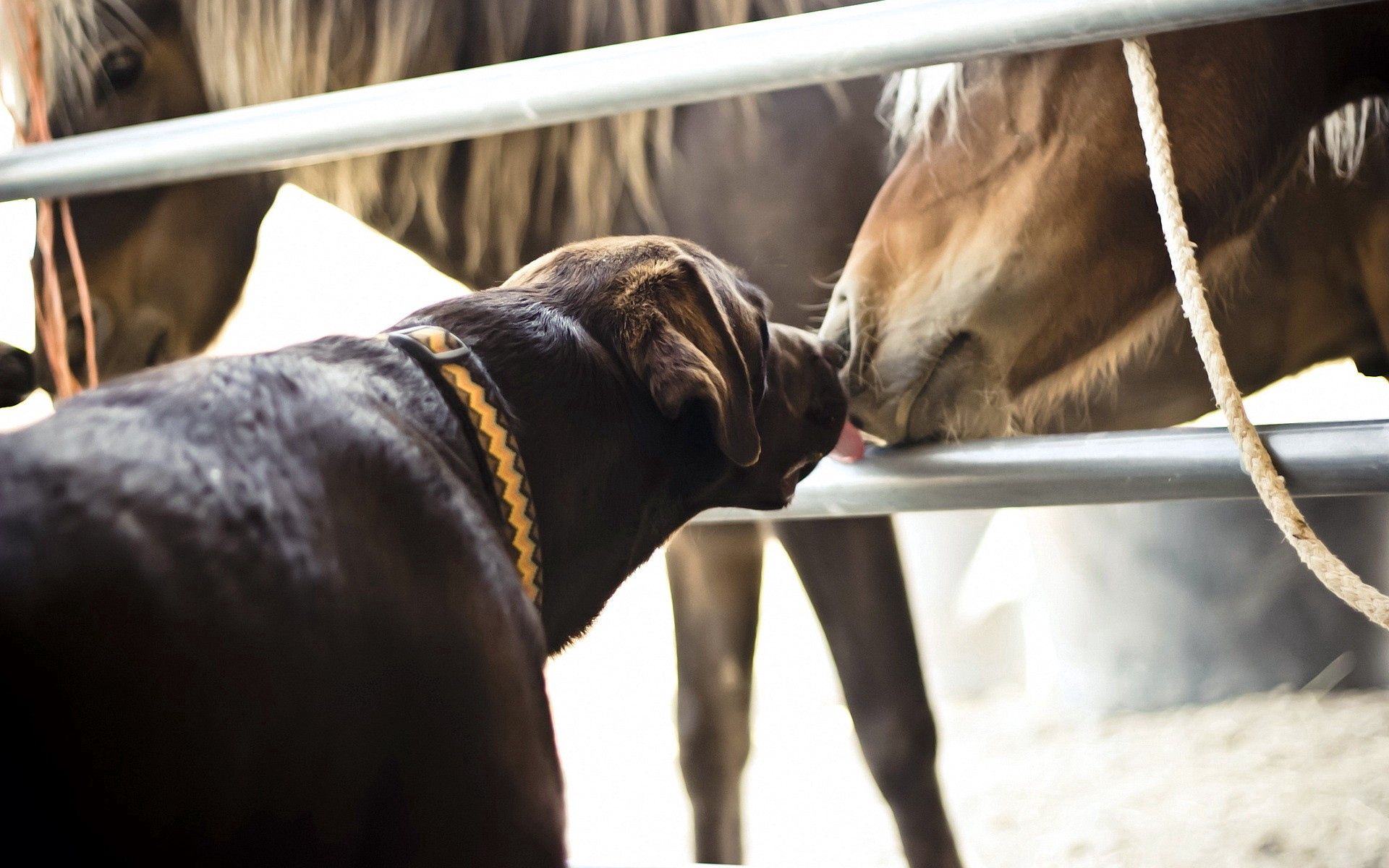 104747 скачать картинку животные, дружба, собака, лошадь, поцелуй - обои и заставки бесплатно