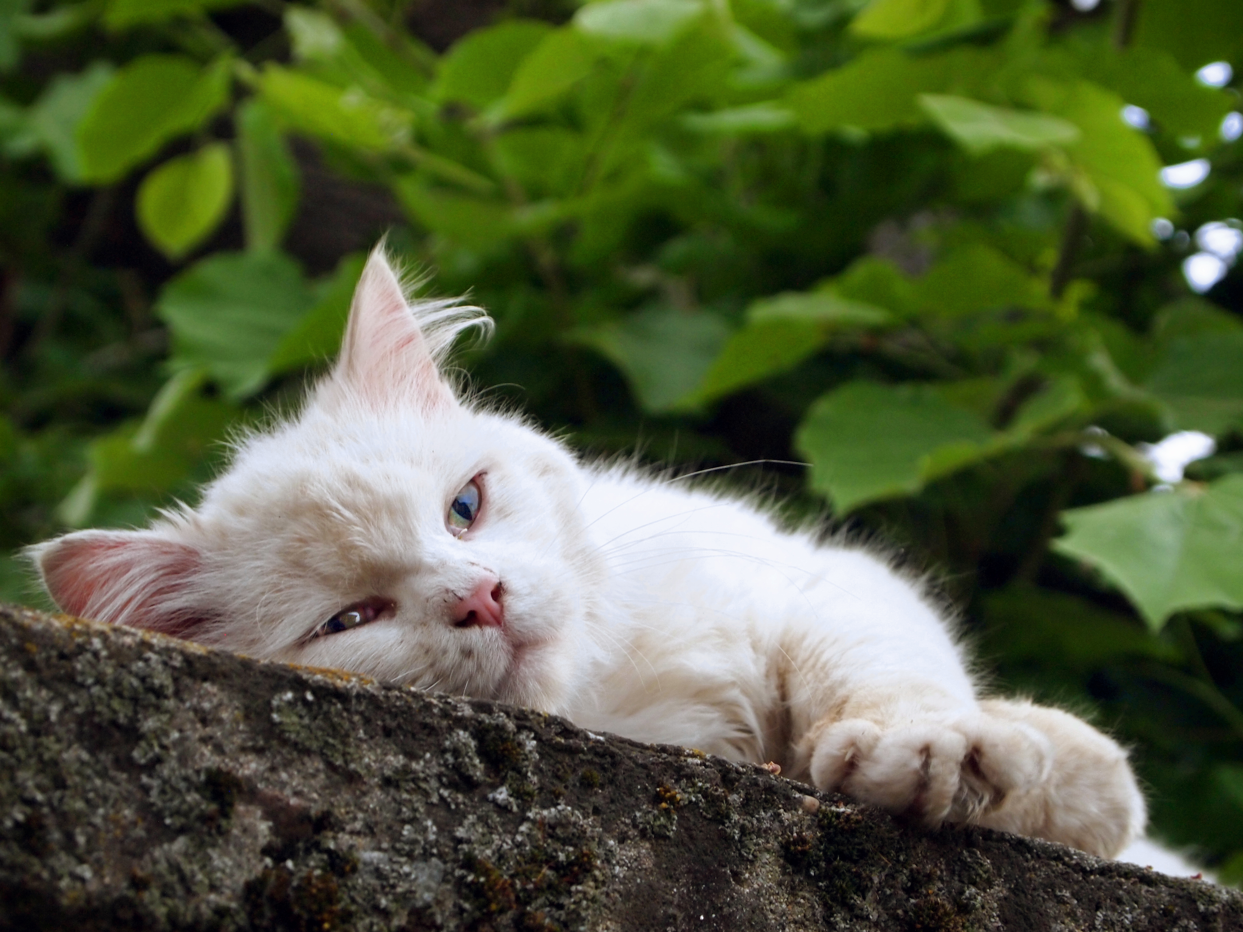 Baixar papel de parede para celular de Animais, Gatos, Gato gratuito.