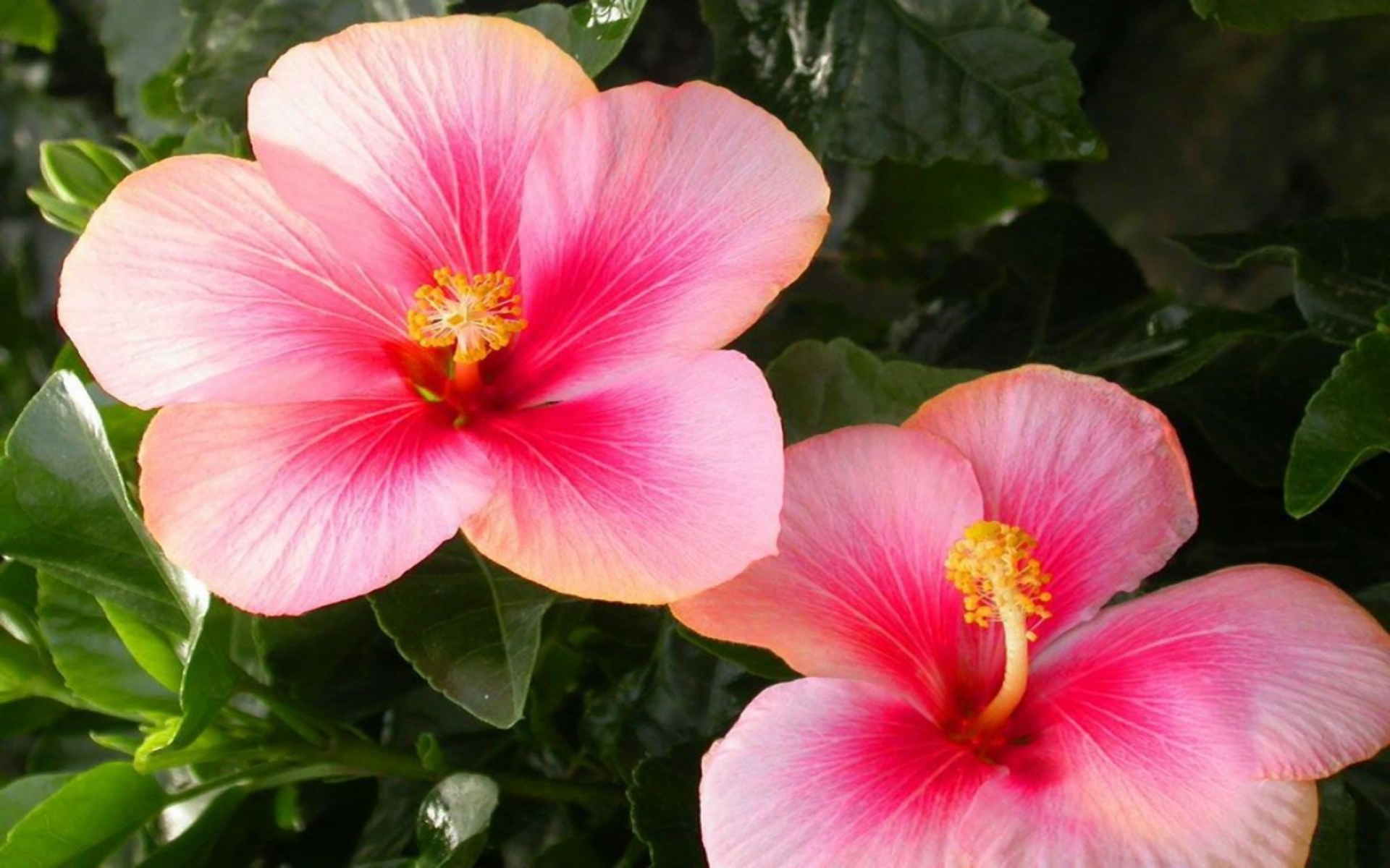 Descarga gratuita de fondo de pantalla para móvil de Flores, Flor, Flor Rosa, De Cerca, Hibisco, Tierra/naturaleza.