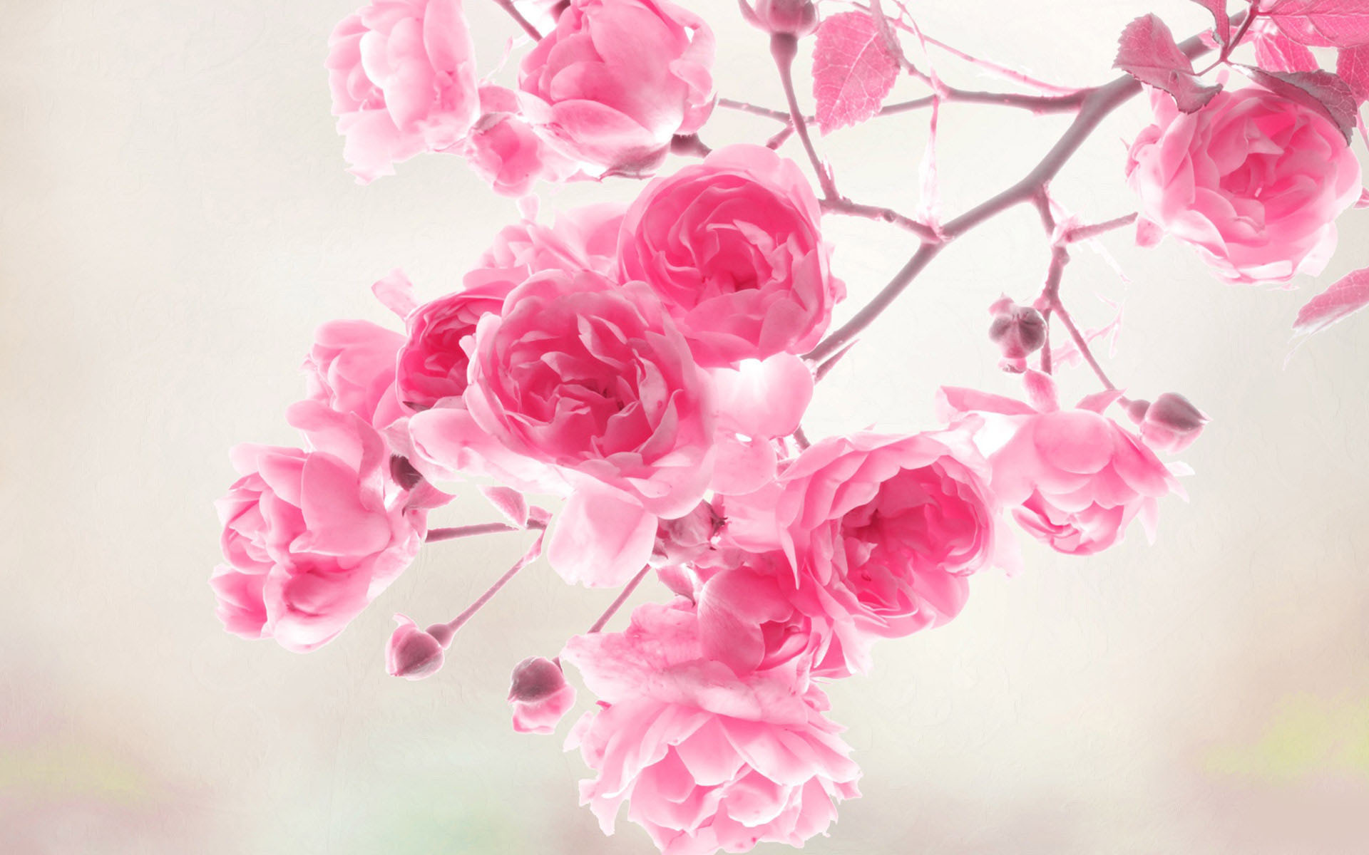 Free download wallpaper Flowers, Flower, Earth on your PC desktop