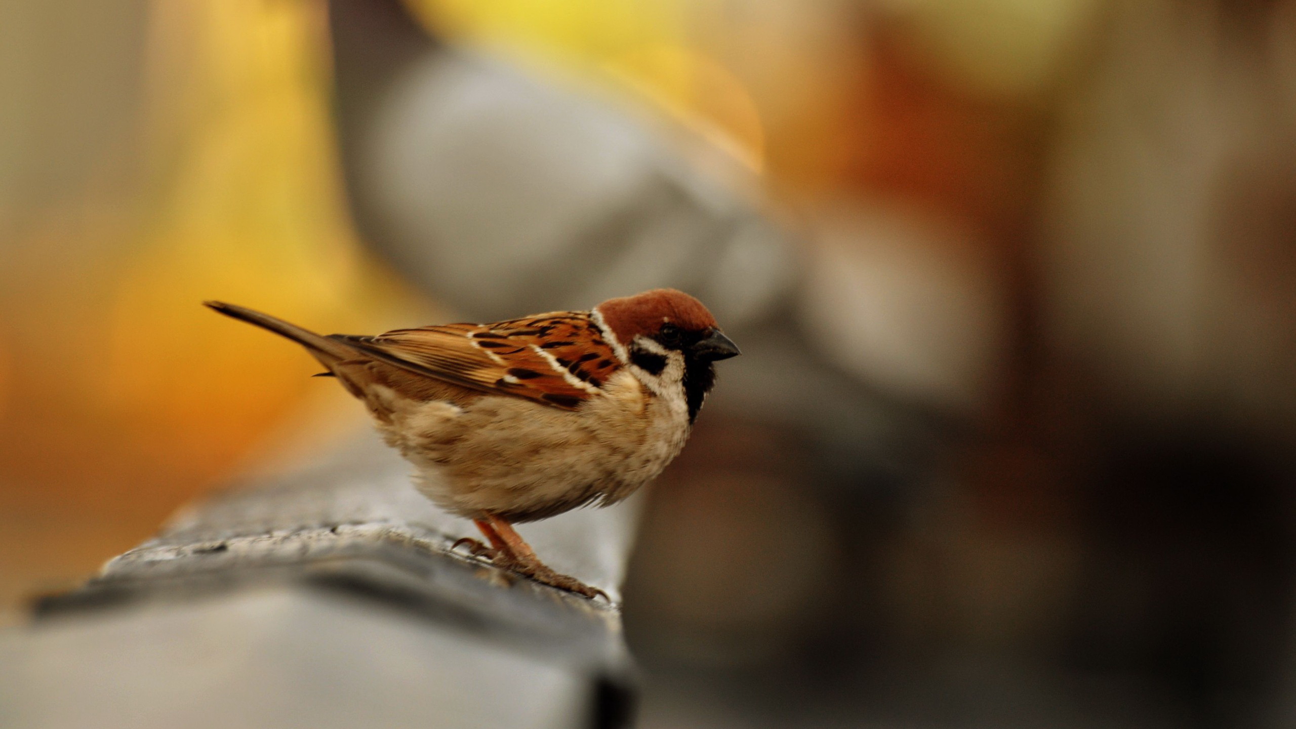 Baixar papel de parede para celular de Animais, Aves, Pássaro gratuito.