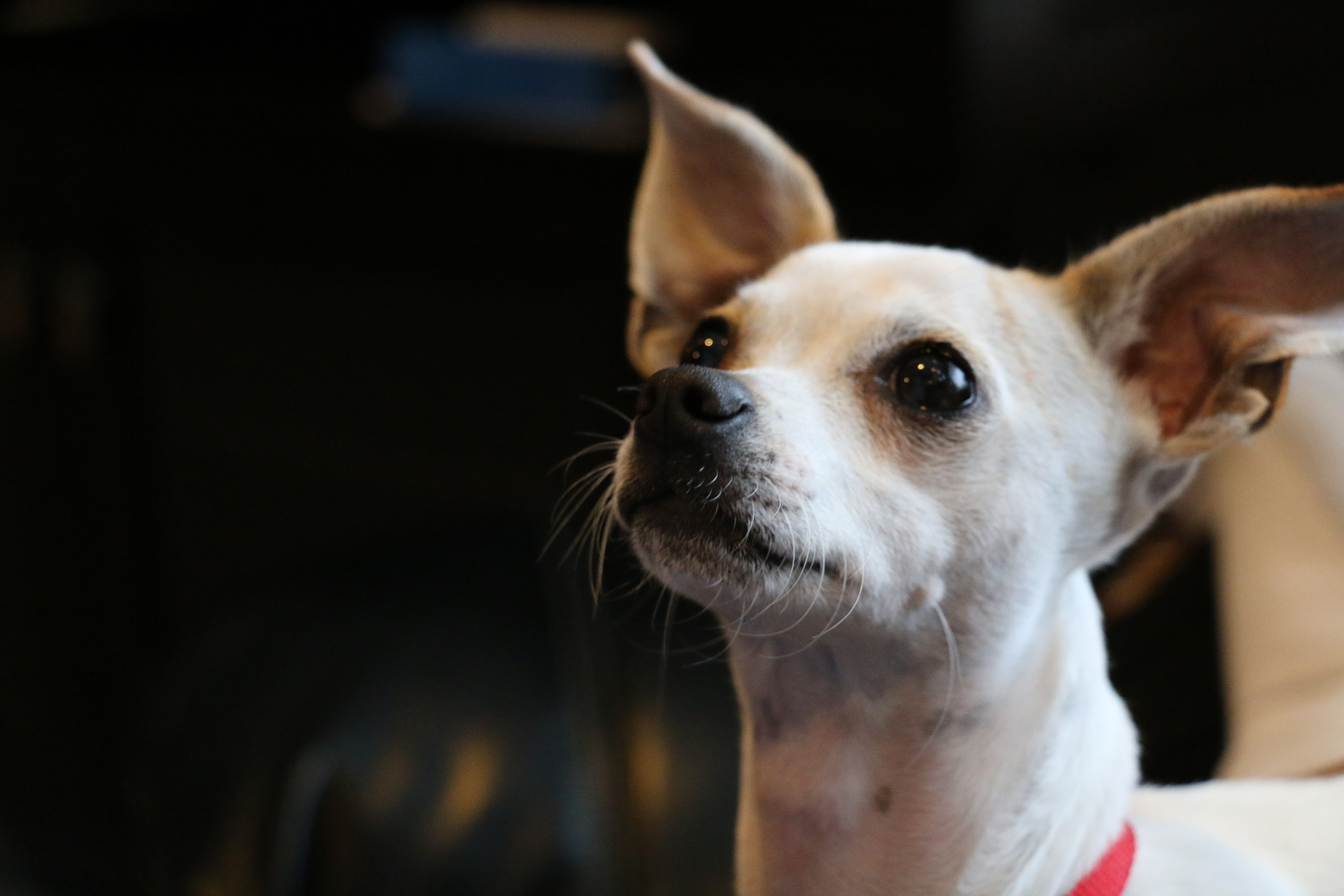 Handy-Wallpaper Hund, Chihuahua, Schnauze, Tiere kostenlos herunterladen.