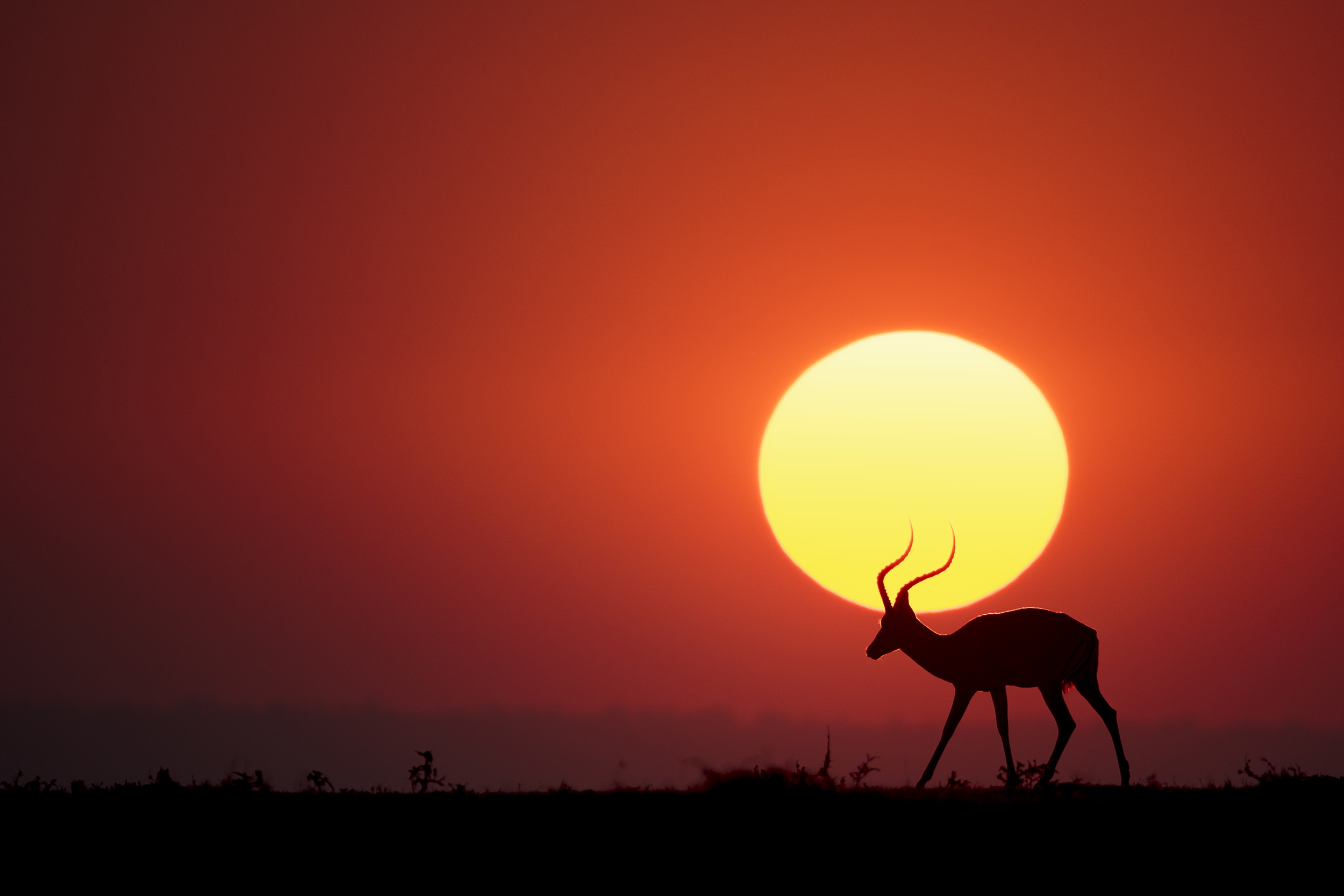 animal, impala, silhouette, sun, sunset