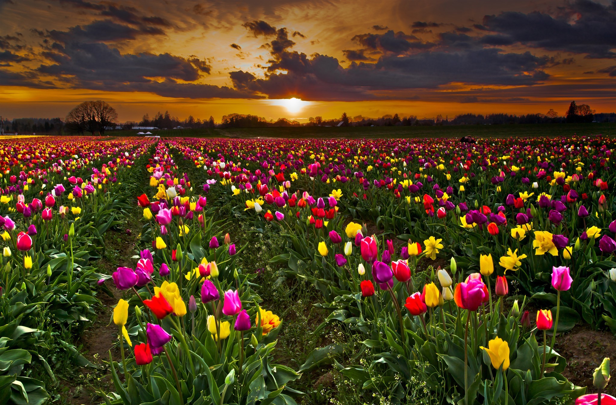Free download wallpaper Evening, Tulip, Flowers, Field, Sun, Earth, Cloud, Sunset on your PC desktop
