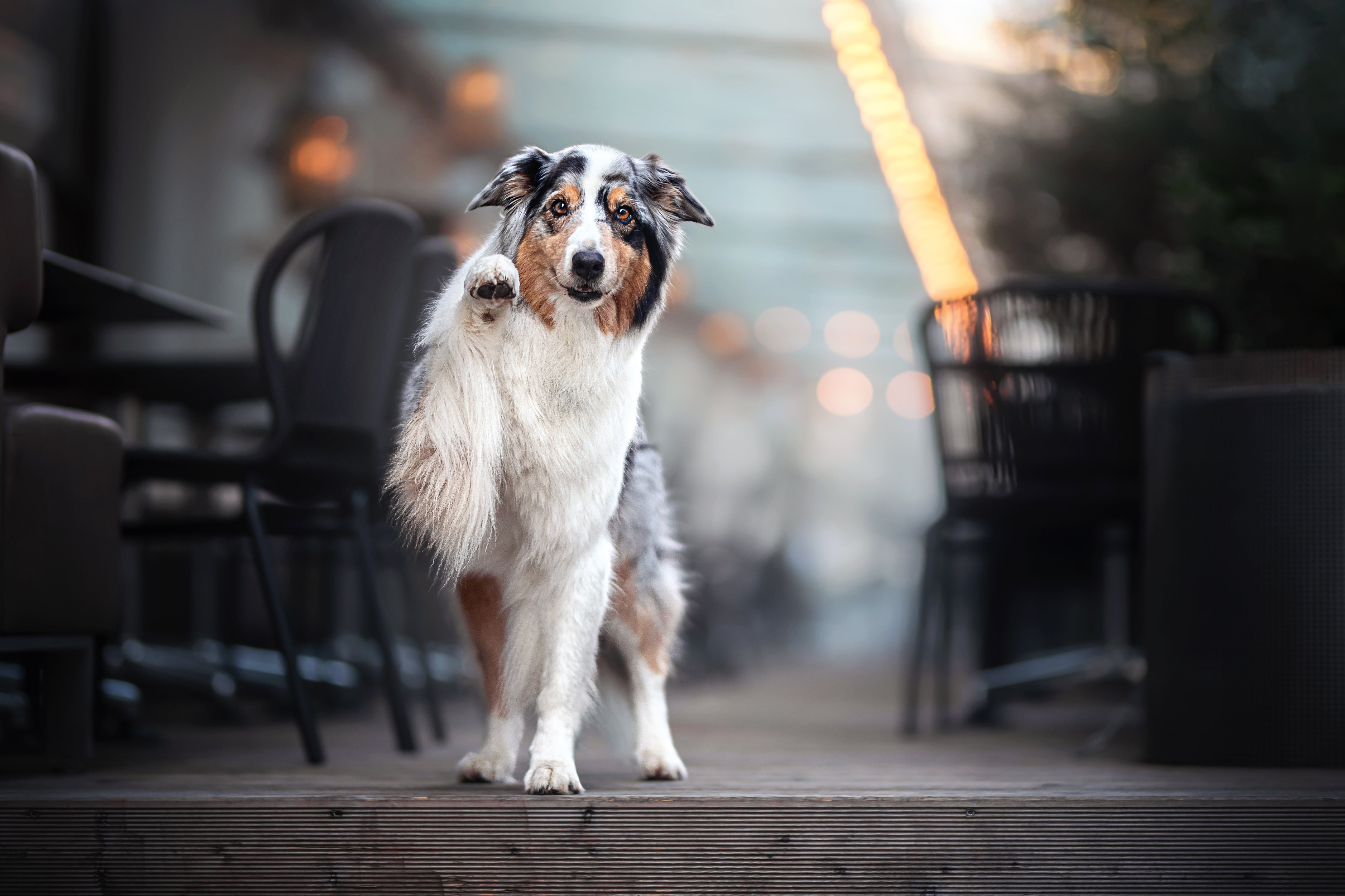 Handy-Wallpaper Tiere, Hunde, Hund, Border Collie kostenlos herunterladen.