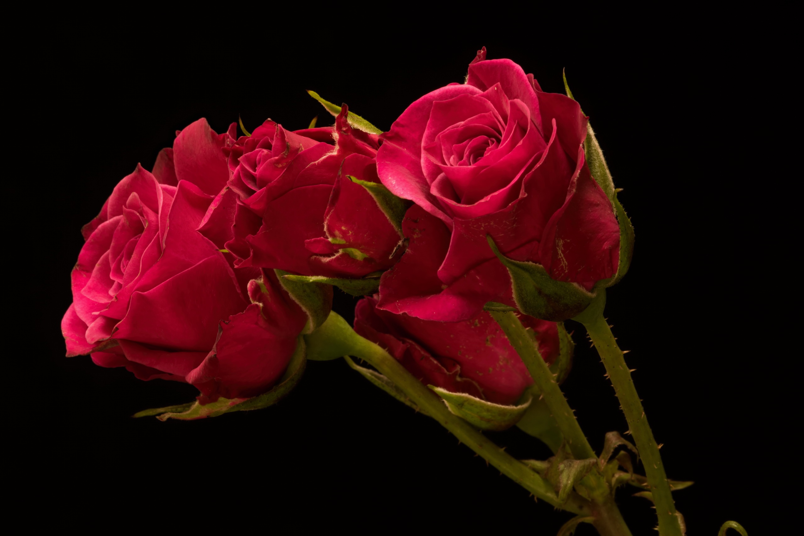 Скачать обои бесплатно Цветок, Роза, Земля/природа, Розовый Цветок, Флауэрсы картинка на рабочий стол ПК