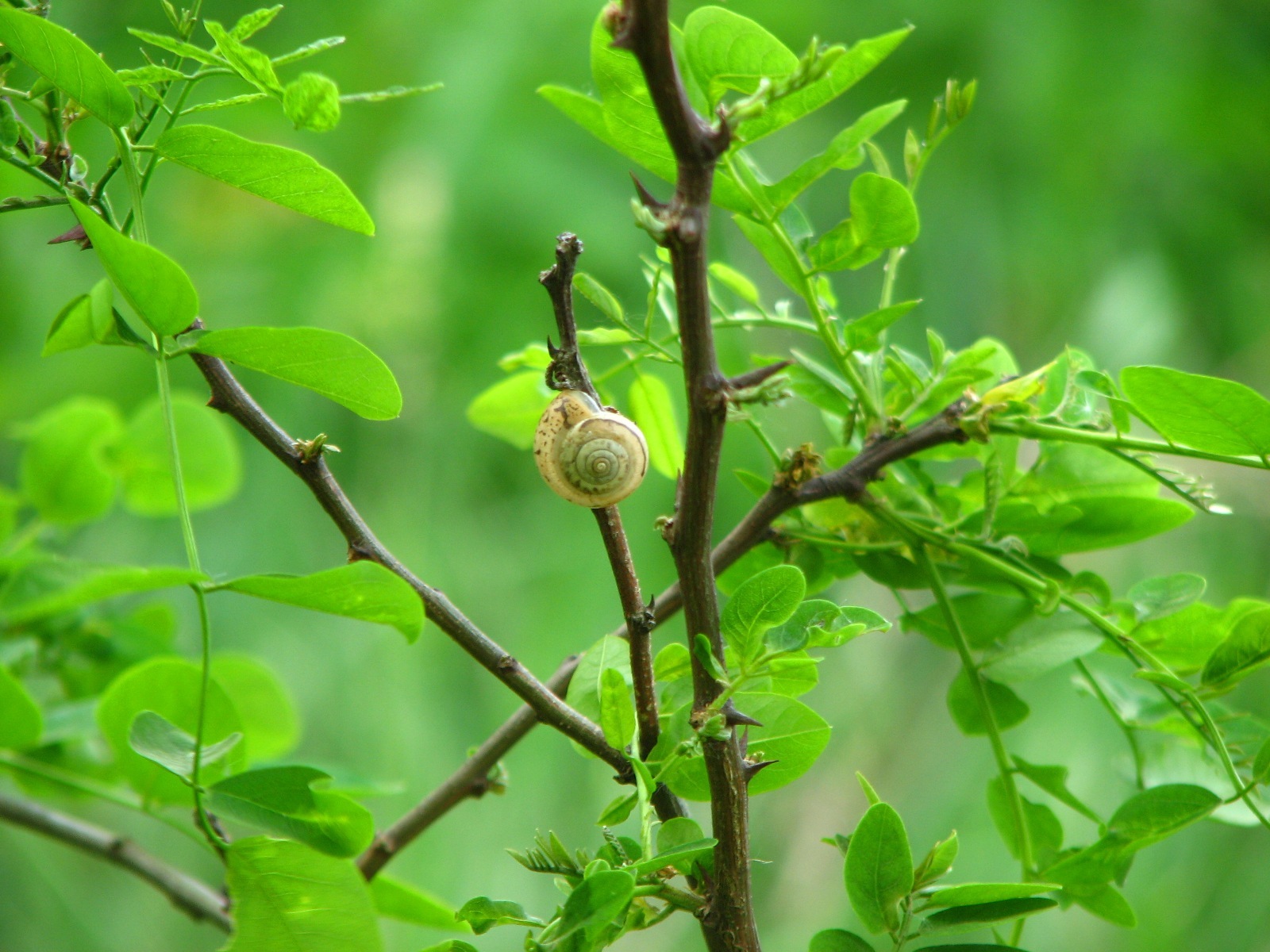 animals, leaves, snails, green