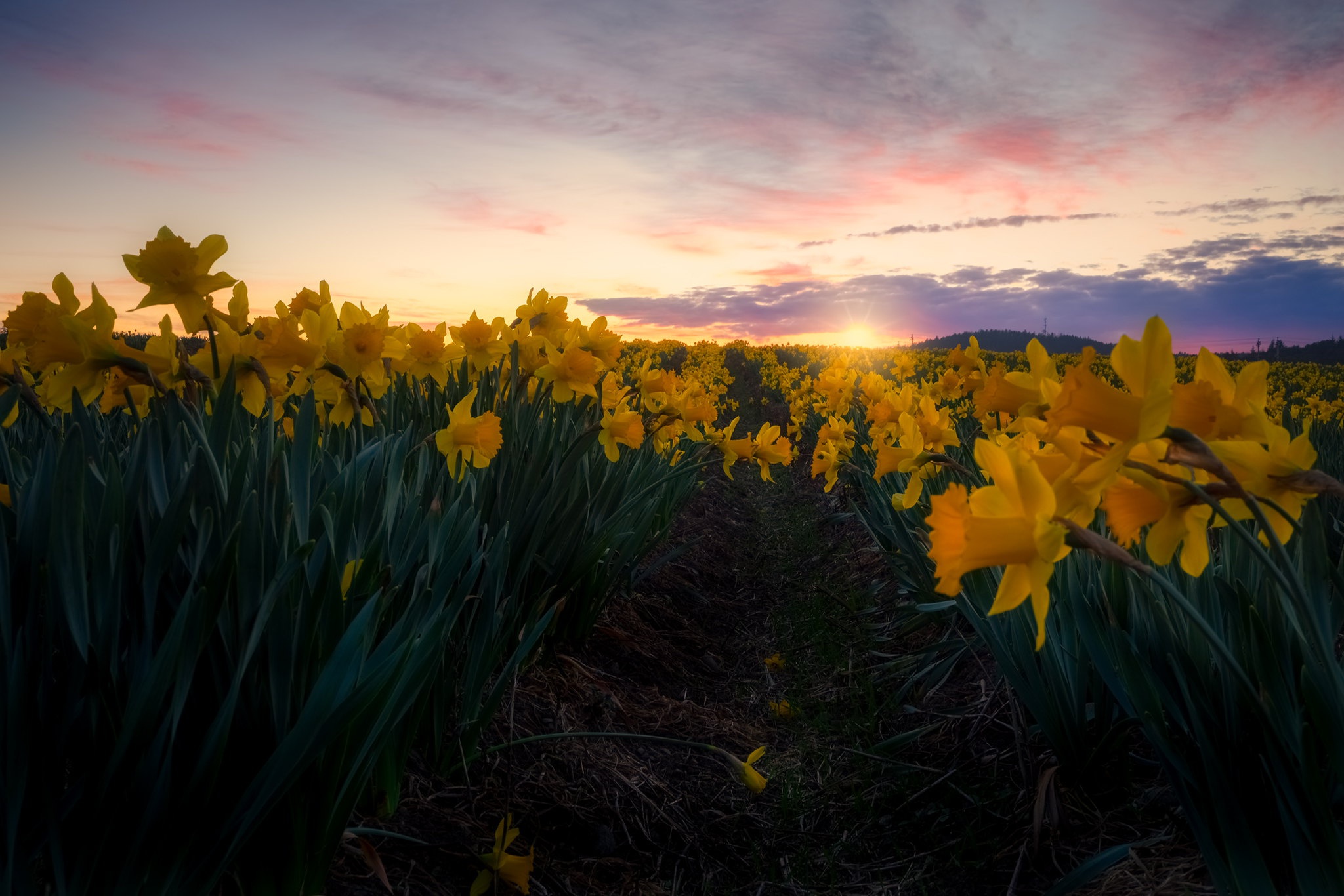 Download mobile wallpaper Flowers, Sunset, Flower, Earth, Yellow Flower, Daffodil for free.