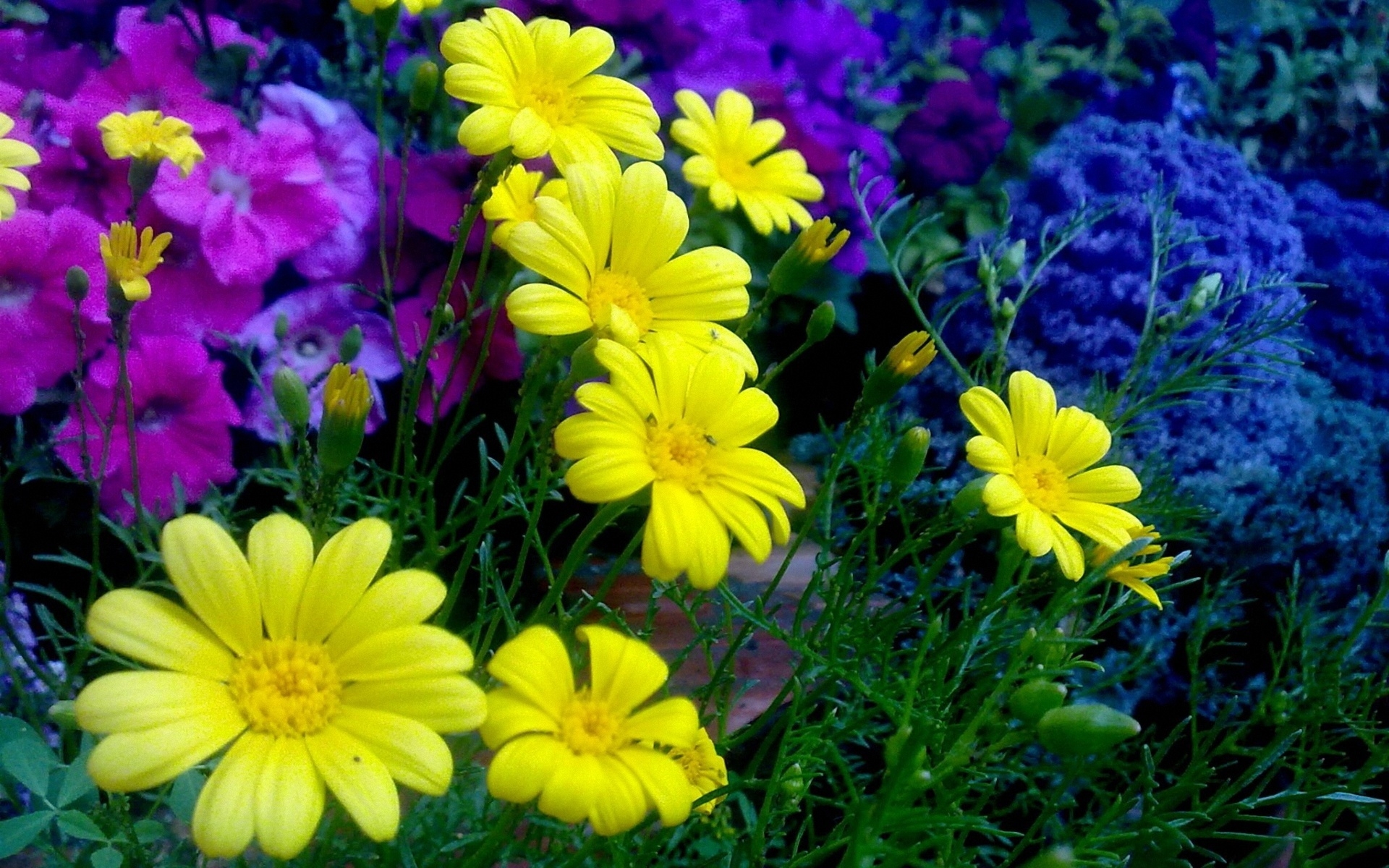 Скачать обои бесплатно Цветок, Желтый Цветок, Земля/природа, Дейзи, Флауэрсы картинка на рабочий стол ПК