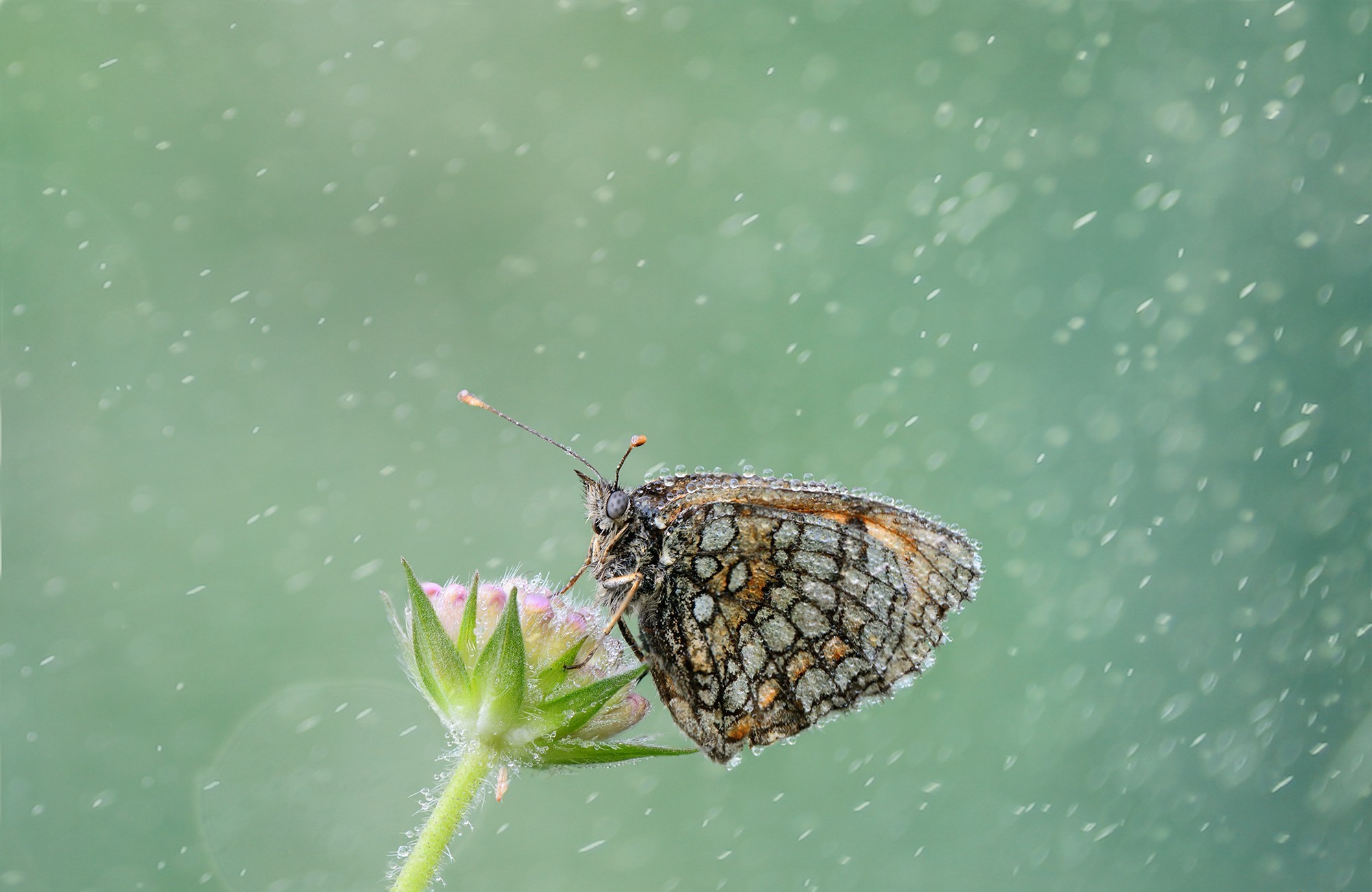 Free download wallpaper Rain, Butterfly, Animal on your PC desktop