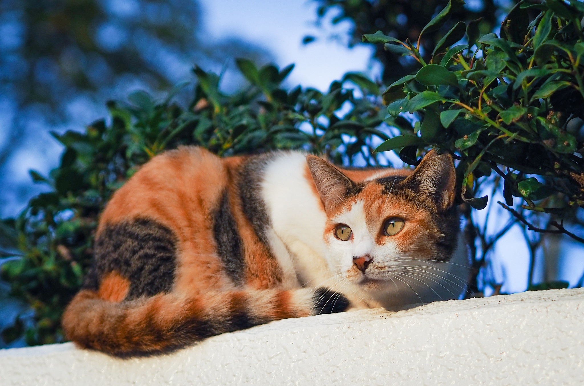 Baixe gratuitamente a imagem Animais, Gatos, Gato na área de trabalho do seu PC