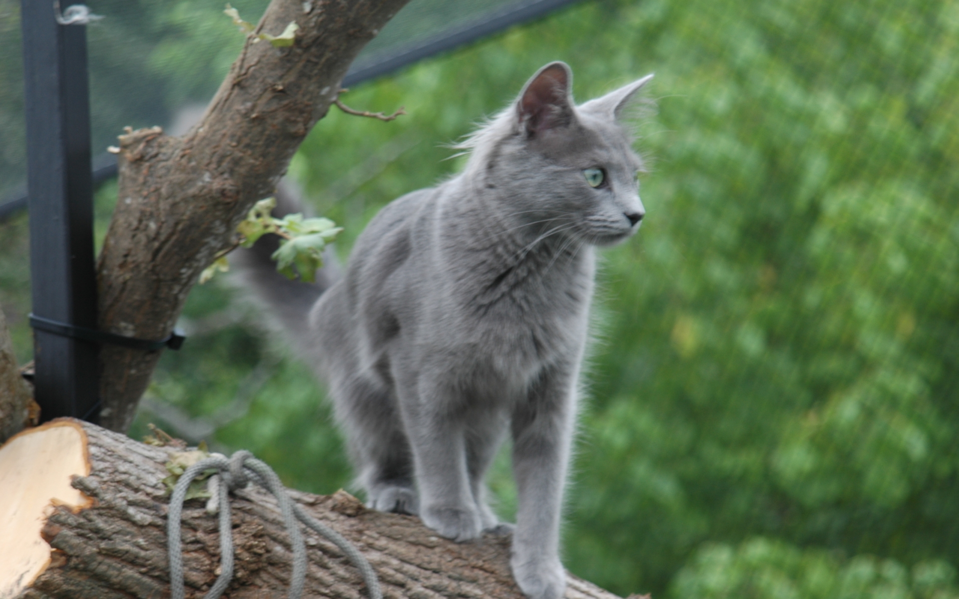 PCデスクトップに動物, ネコ, 猫画像を無料でダウンロード