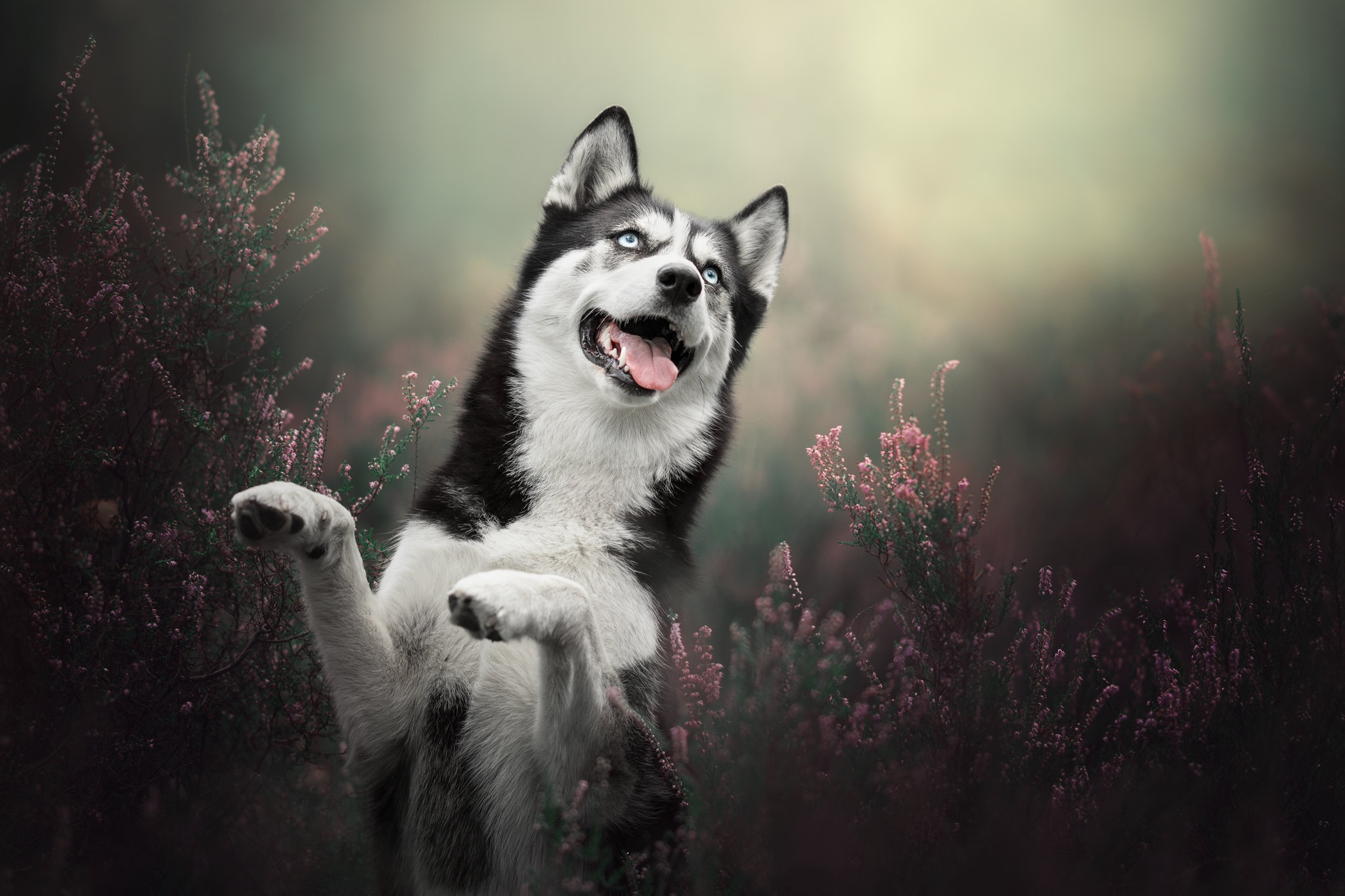 husky, animal, dog, heather, dogs HD wallpaper