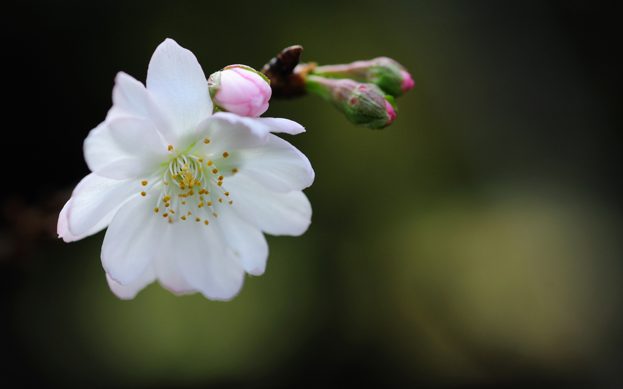 Baixe gratuitamente a imagem Flores, Flor, Terra/natureza na área de trabalho do seu PC