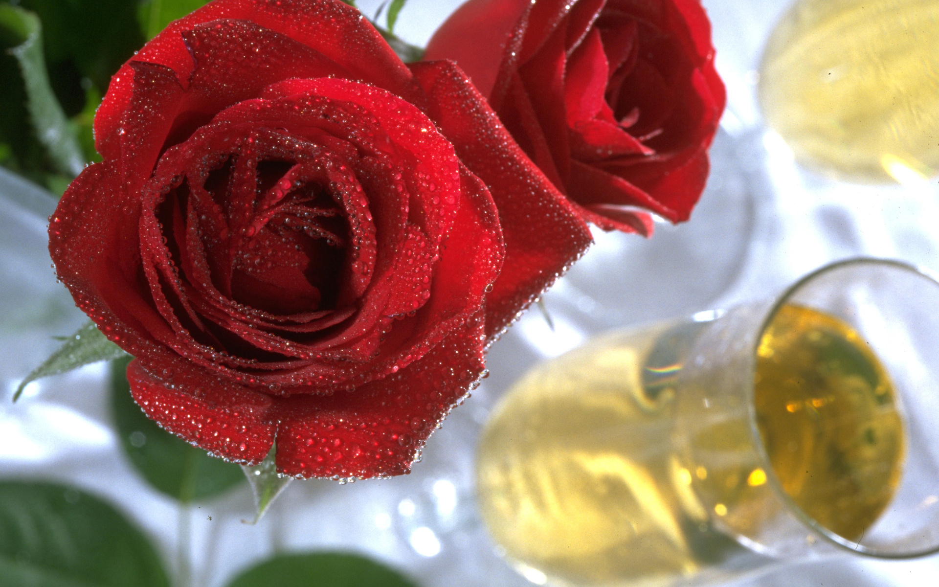 Laden Sie das Roses, Pflanzen, Blumen-Bild kostenlos auf Ihren PC-Desktop herunter
