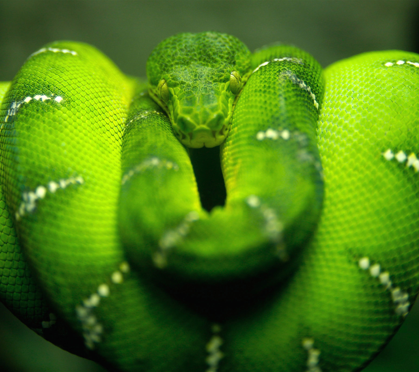1269095 descargar fondo de pantalla animales, boa de árbol esmeralda, serpiente: protectores de pantalla e imágenes gratis