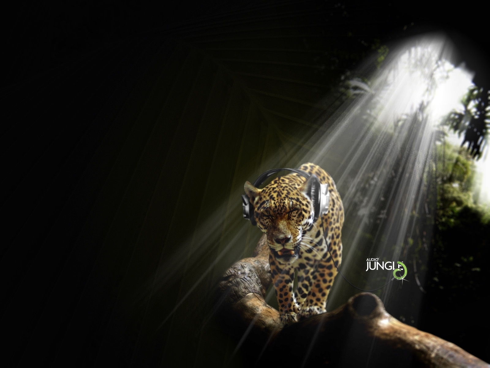 5660 descargar fondo de pantalla divertido, música, animales, leopardos, negro: protectores de pantalla e imágenes gratis