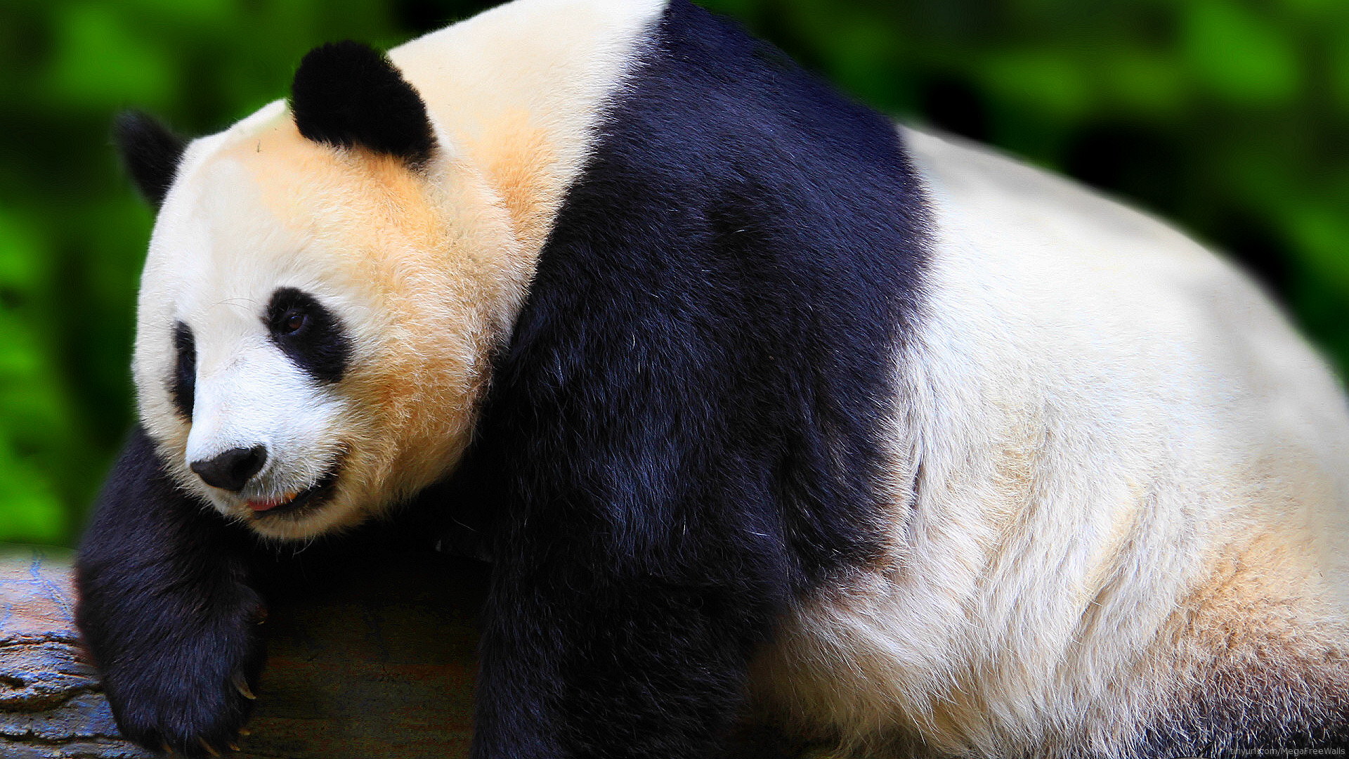 Free download wallpaper Animal, Panda on your PC desktop