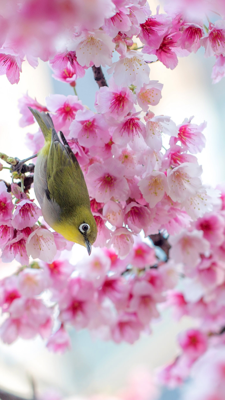 Descarga gratuita de fondo de pantalla para móvil de Animales, Sakura, Pájaro, Florecer, Primavera, Aves, Flor De Cerezo, Ave, Ojiblanco Japonés.