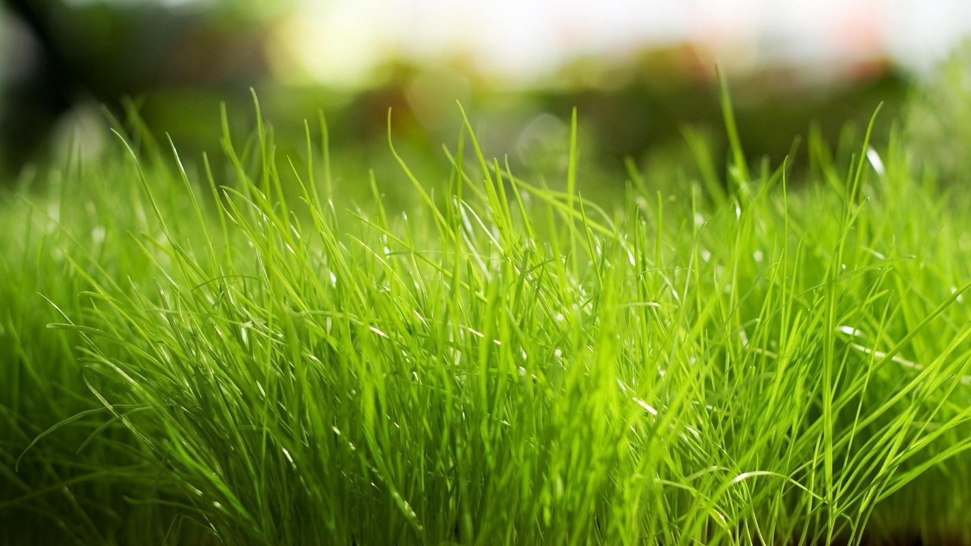 Laden Sie das Grass, Pflanzen, Hintergrund-Bild kostenlos auf Ihren PC-Desktop herunter