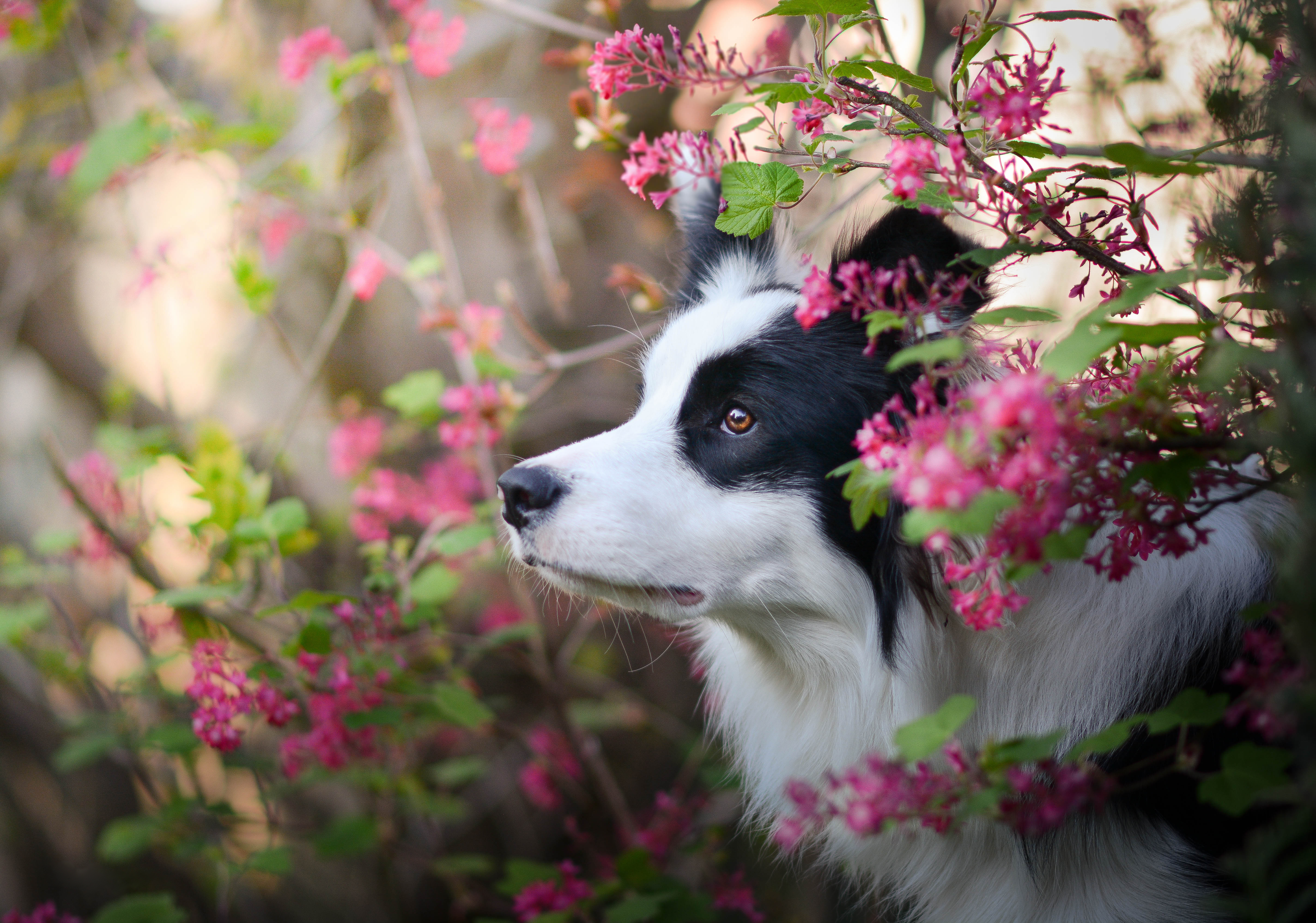 PCデスクトップに動物, 犬, 可愛い, ボーダーコリー画像を無料でダウンロード