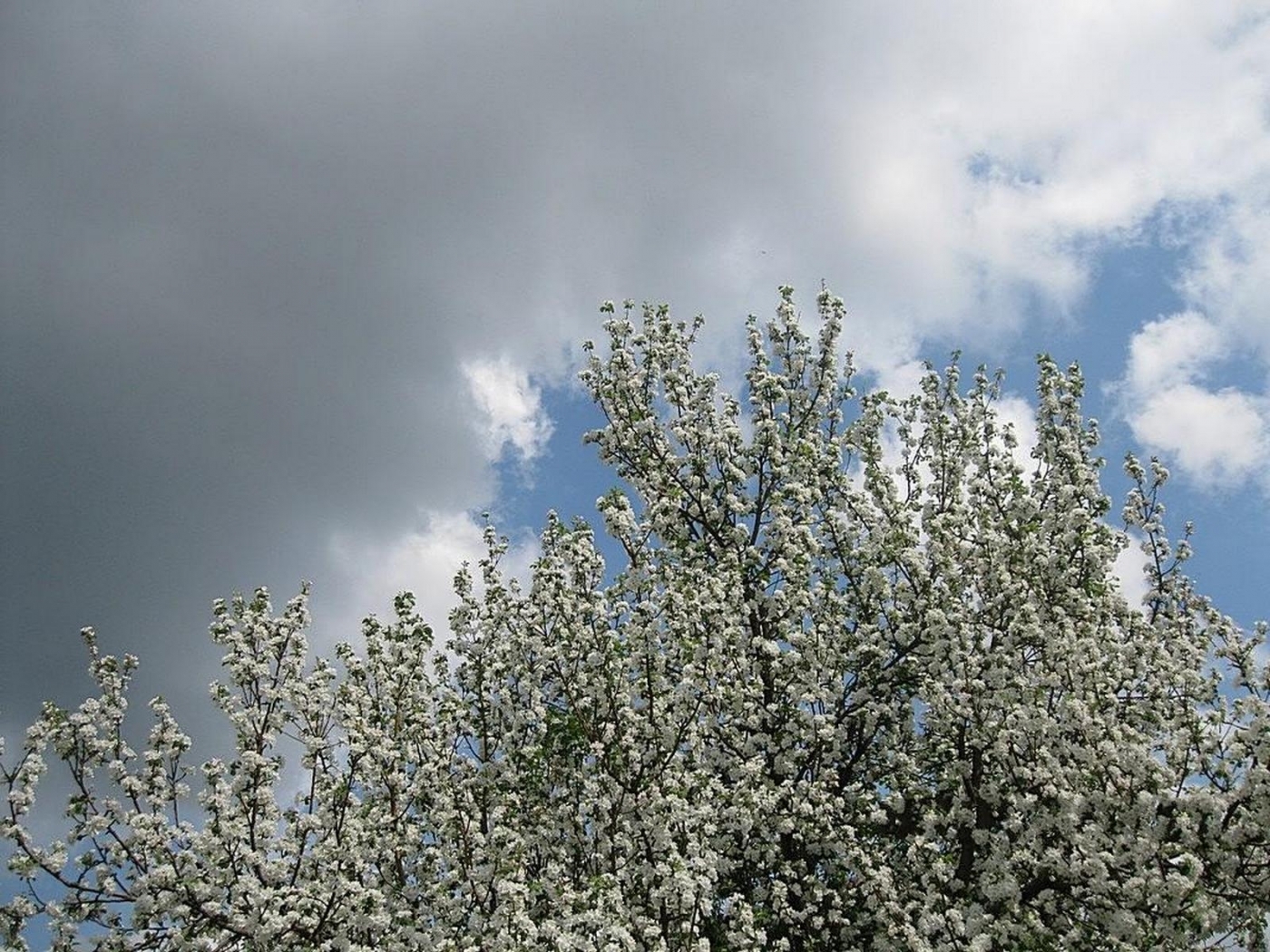 Laden Sie das Landschaft, Bäume, Clouds, Blumen-Bild kostenlos auf Ihren PC-Desktop herunter