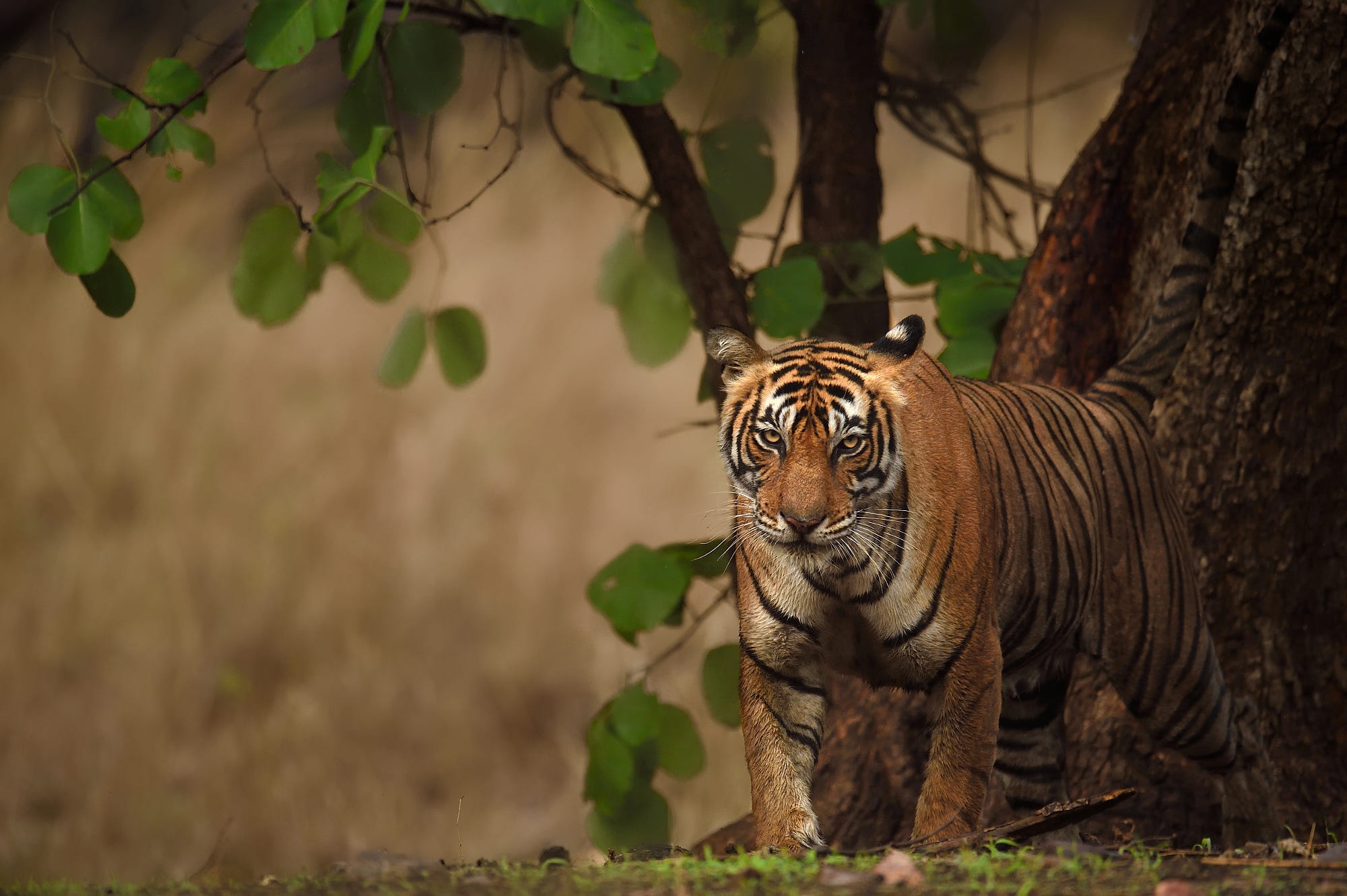 Baixar papel de parede para celular de Animais, Gatos, Tigre gratuito.