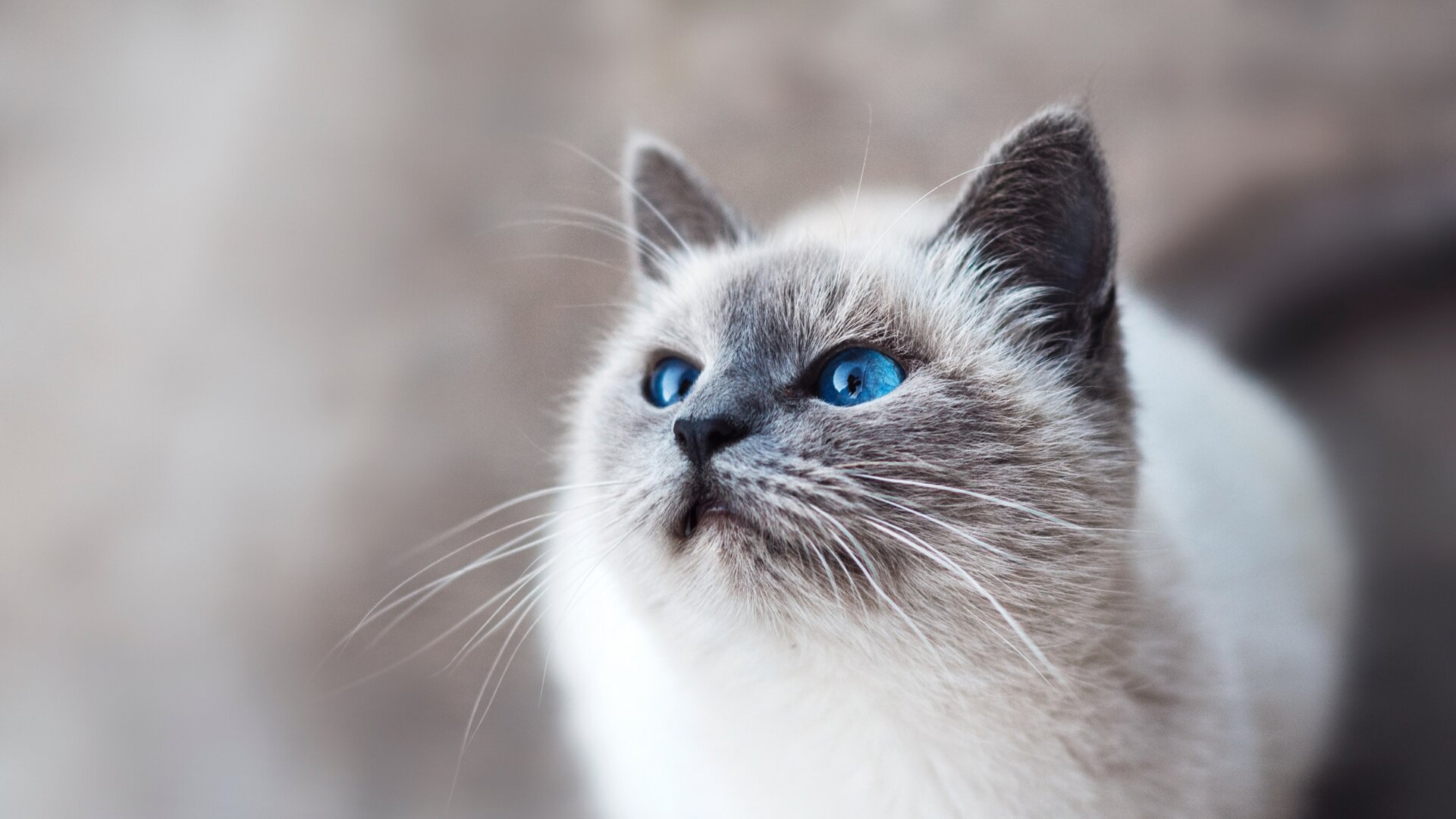 Baixe gratuitamente a imagem Animais, Gatos, Gato na área de trabalho do seu PC