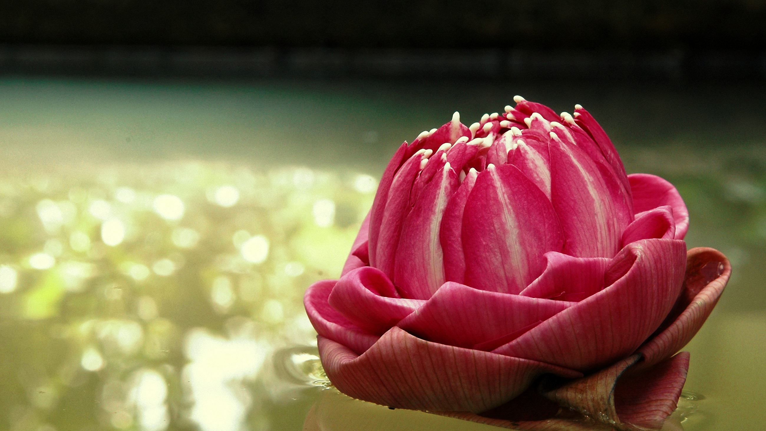 Download mobile wallpaper Lotus, Pink Flower, Flowers, Nature, Flower, Pond, Earth for free.